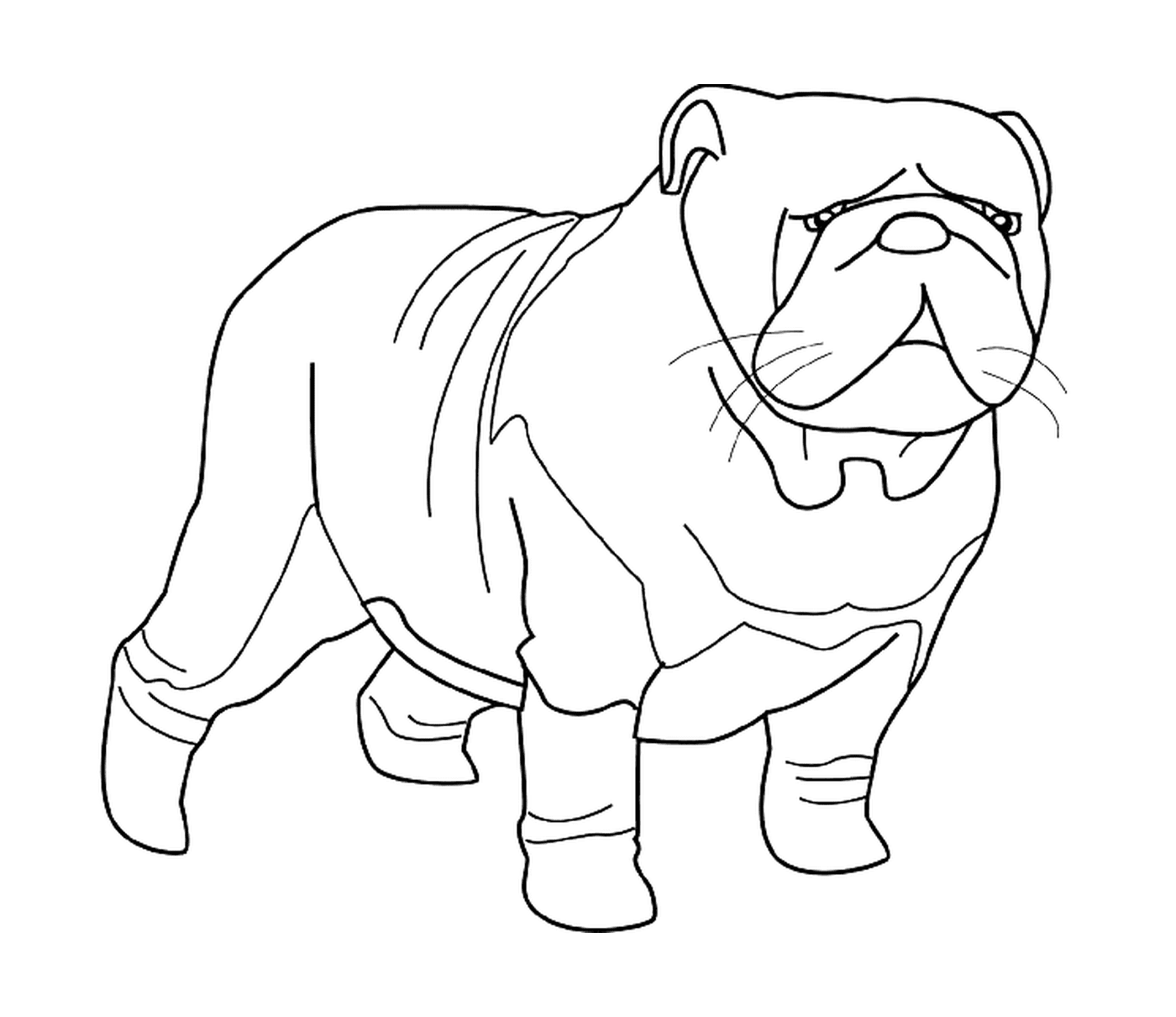  A bulldog wearing a sweater 