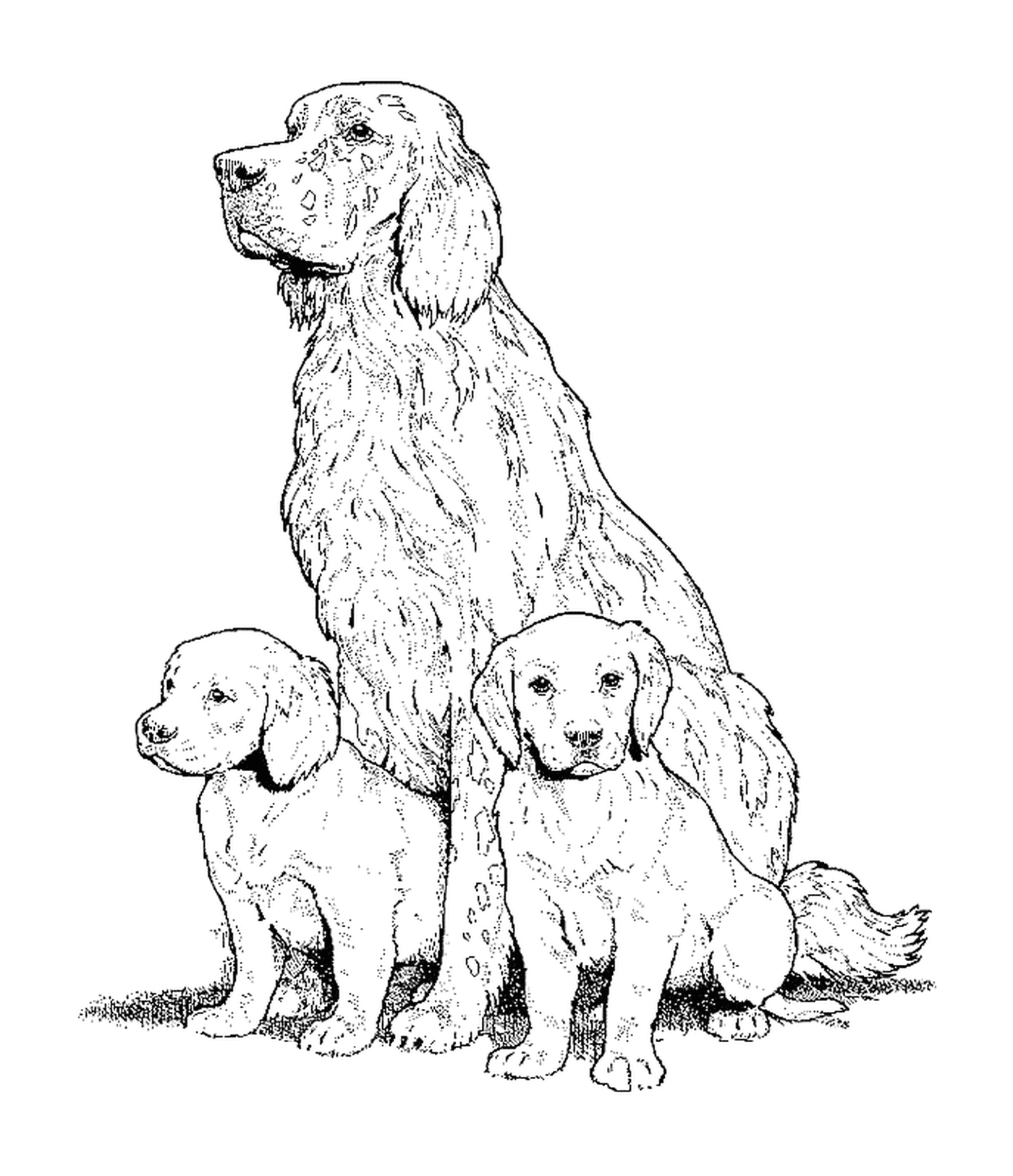  An adult English dog setter and two puppies sitting on the floor 