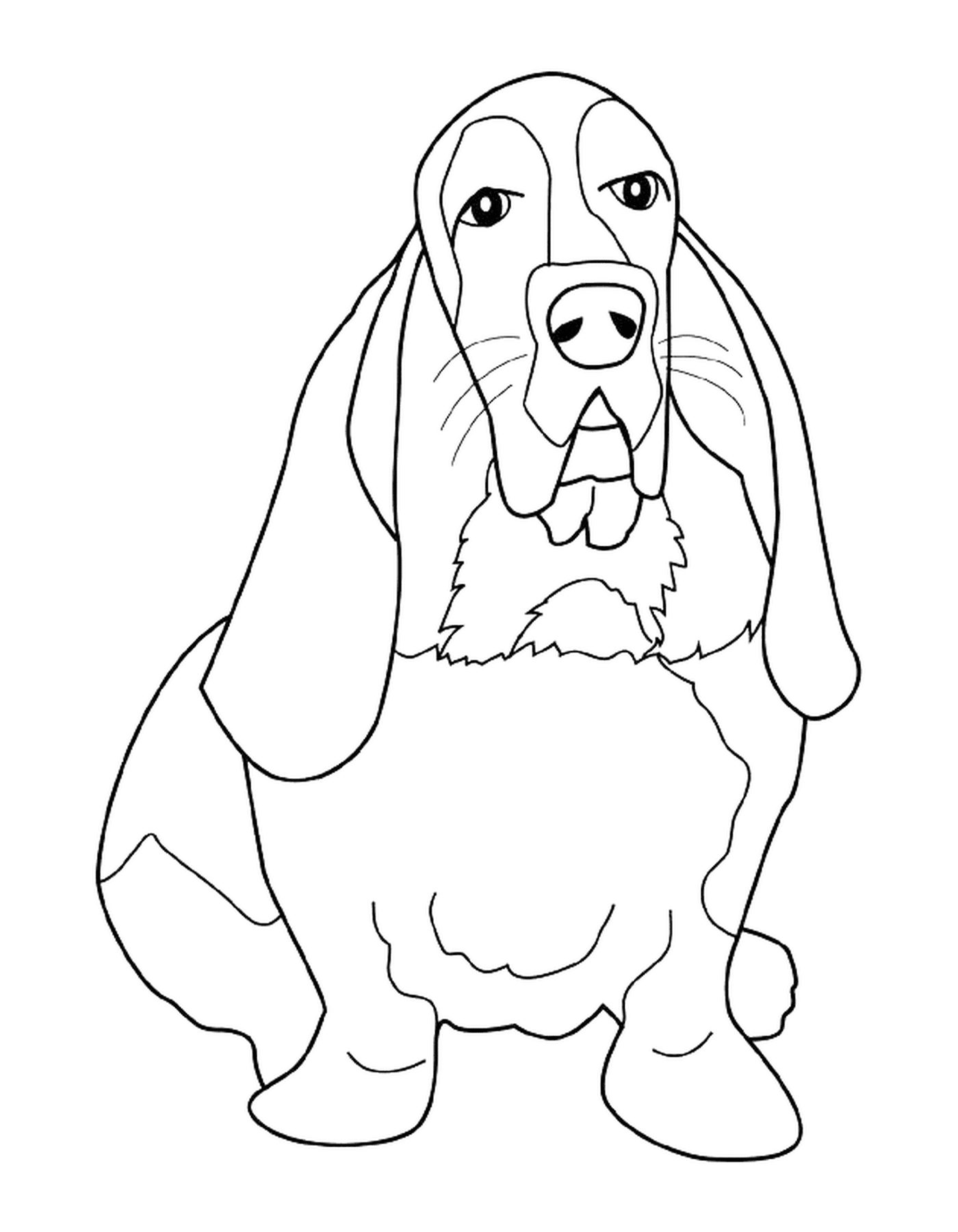  A basset hound 