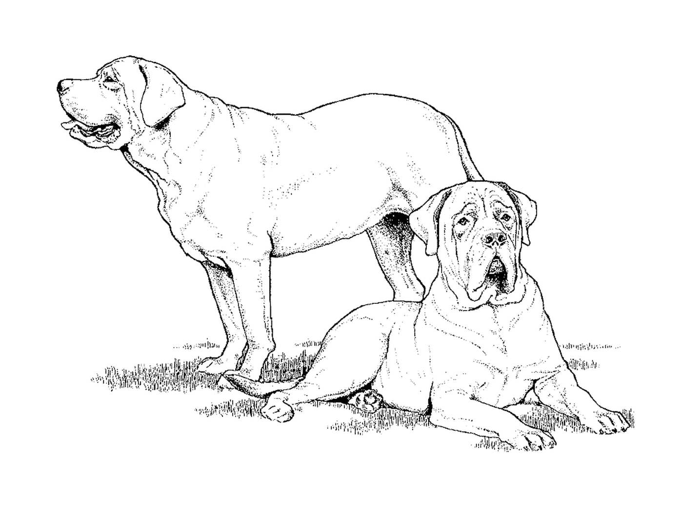  Two mastiffs 