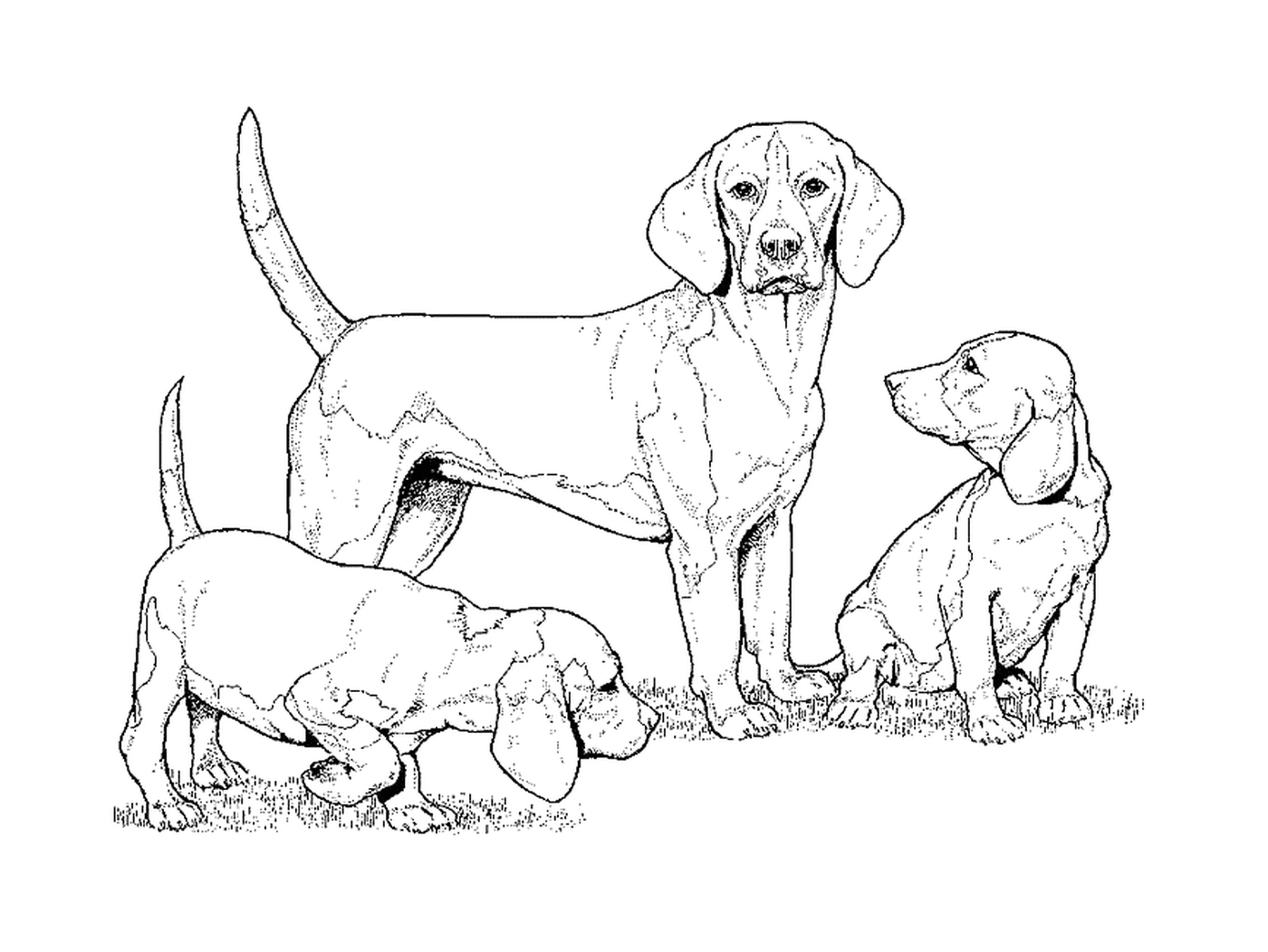 A group of dogs standing in the grass 