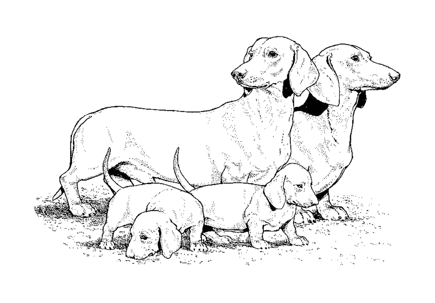  Un teckel y sus cachorros 