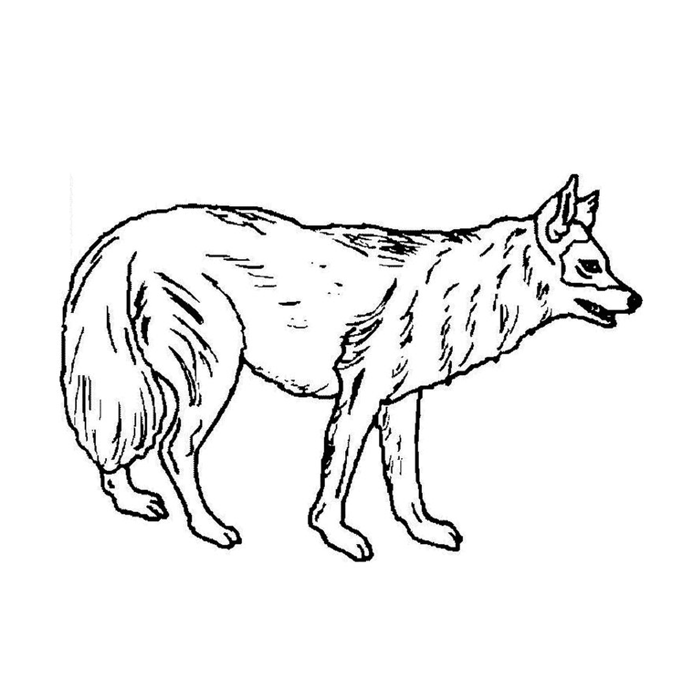  Un perro lobo de pie en sus cuatro patas 