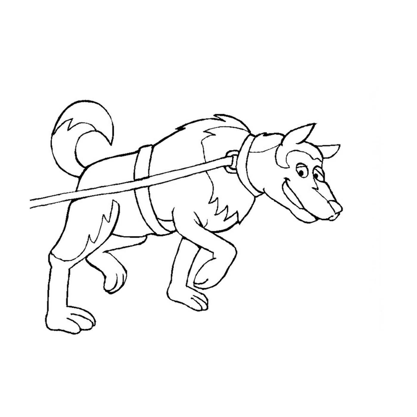  A sled dog on a leash 