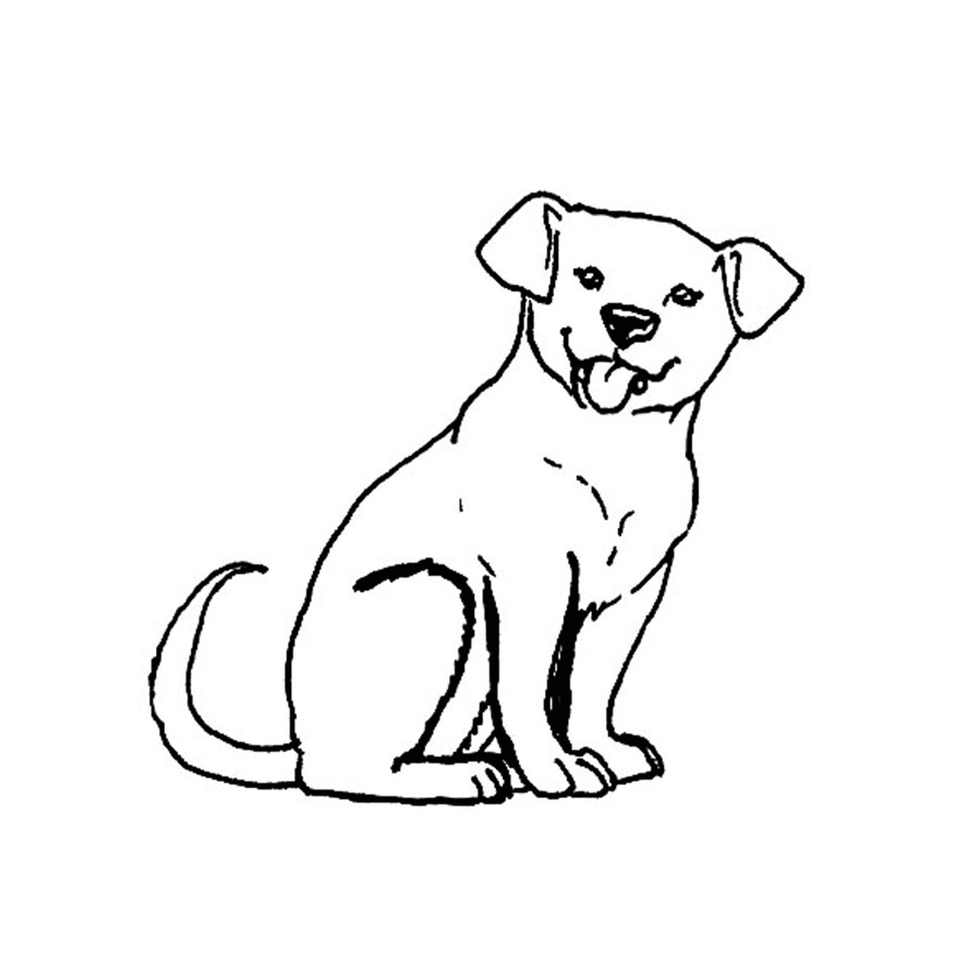  A puppy labrador 