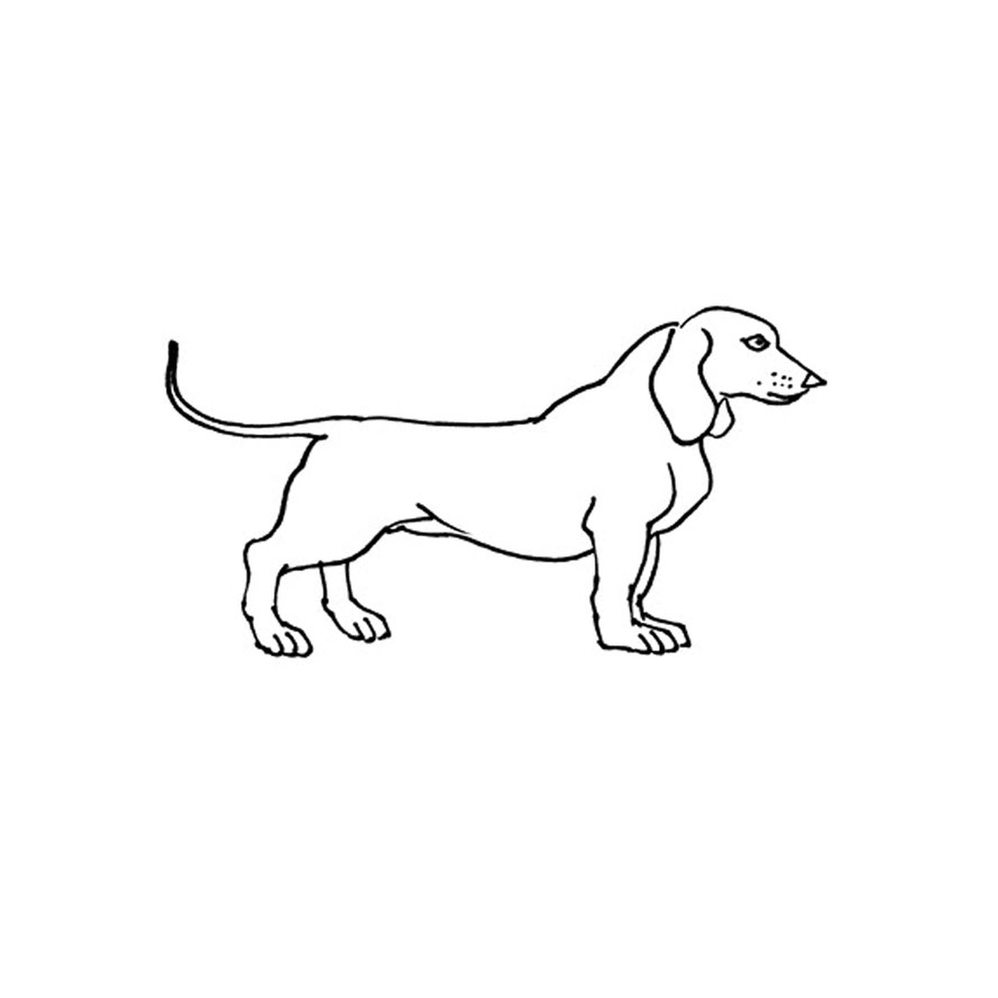  Ein Würstchenhund 
