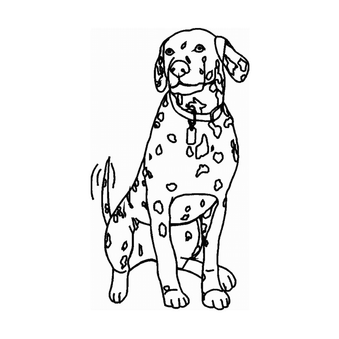  A Dalmatian sitting in front of a white background 