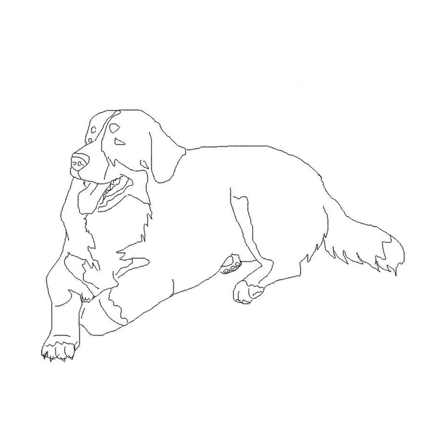  Dog Bouvier Bernois lying on the ground 
