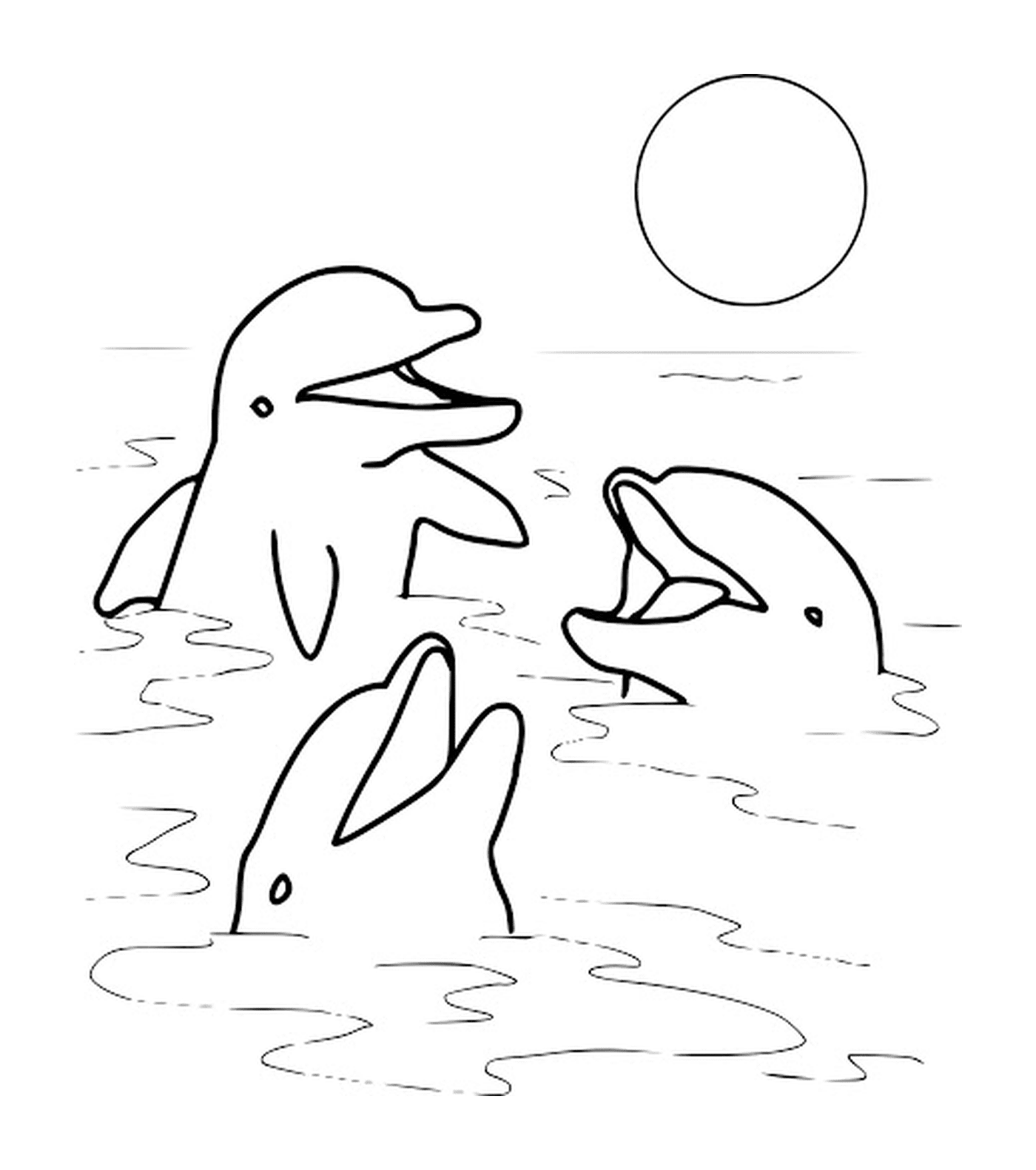  Drei Delfine aus dem Wasser, Sonnenuntergang 