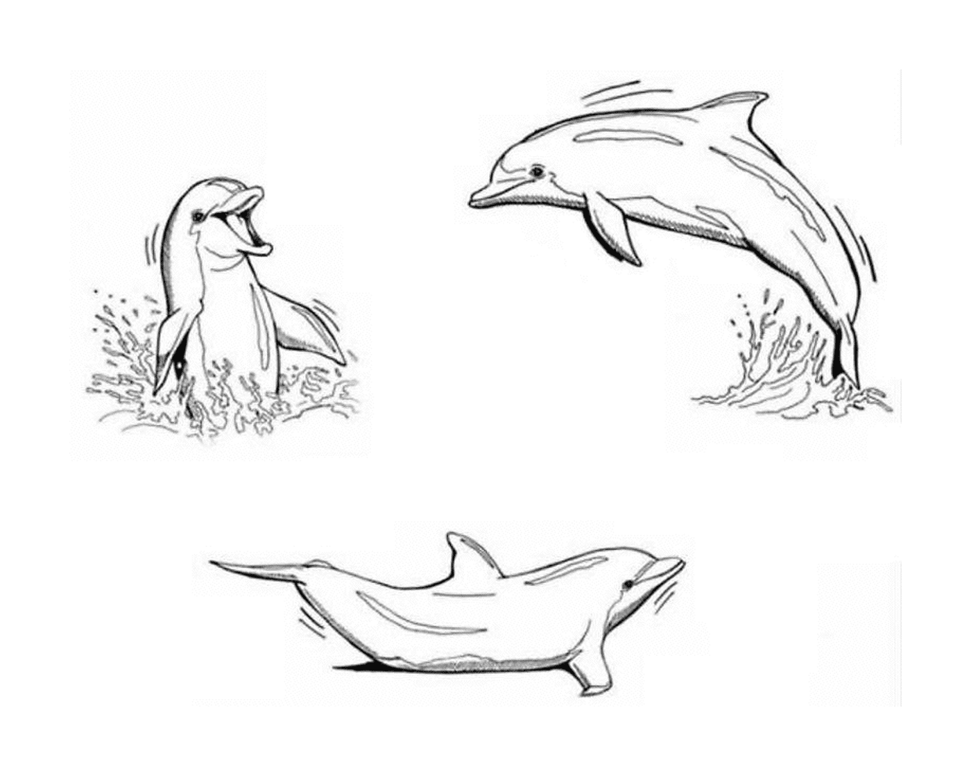  Three dolphins making a round 