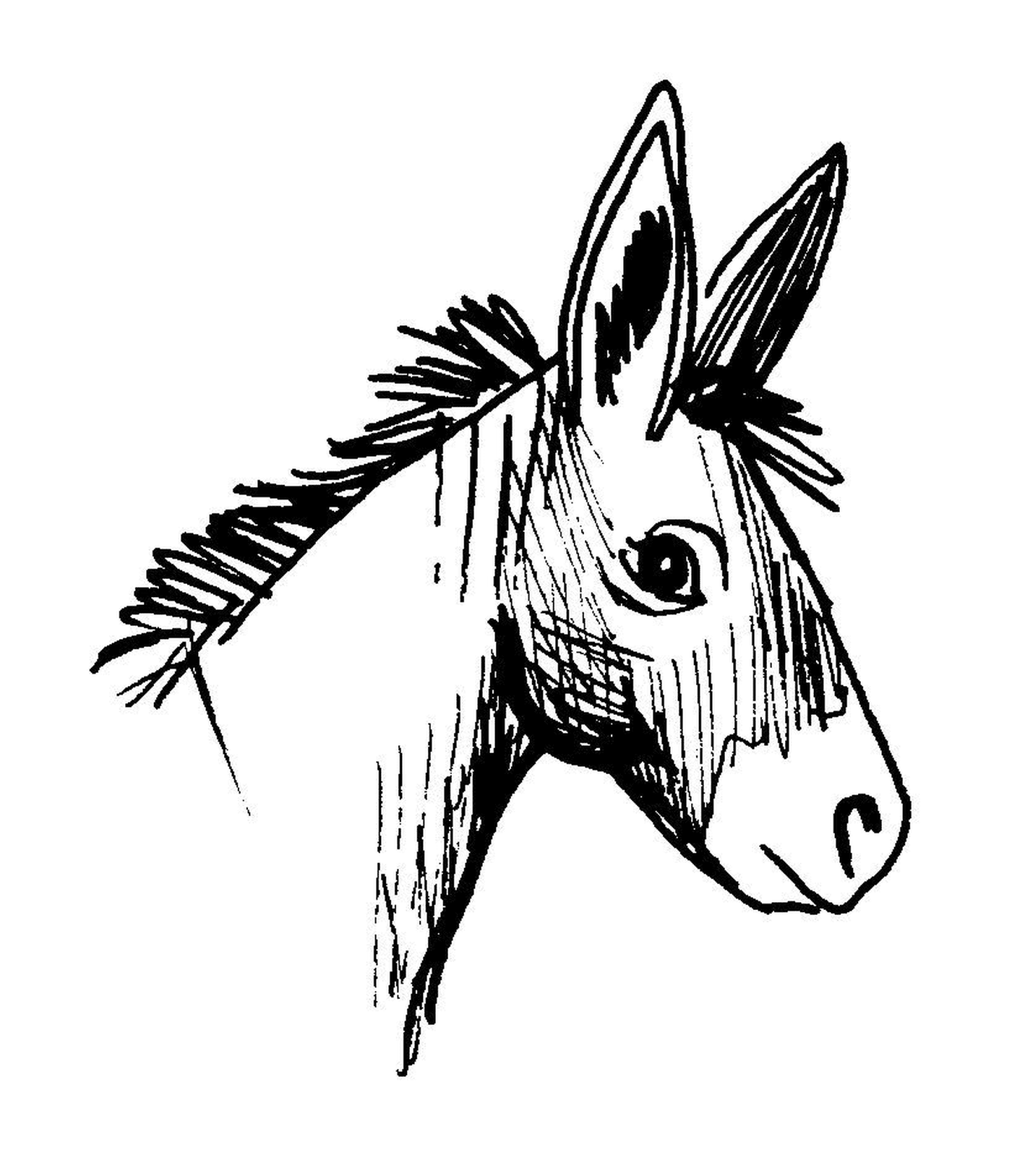  Ein Esel, Cousin des Pferdes 