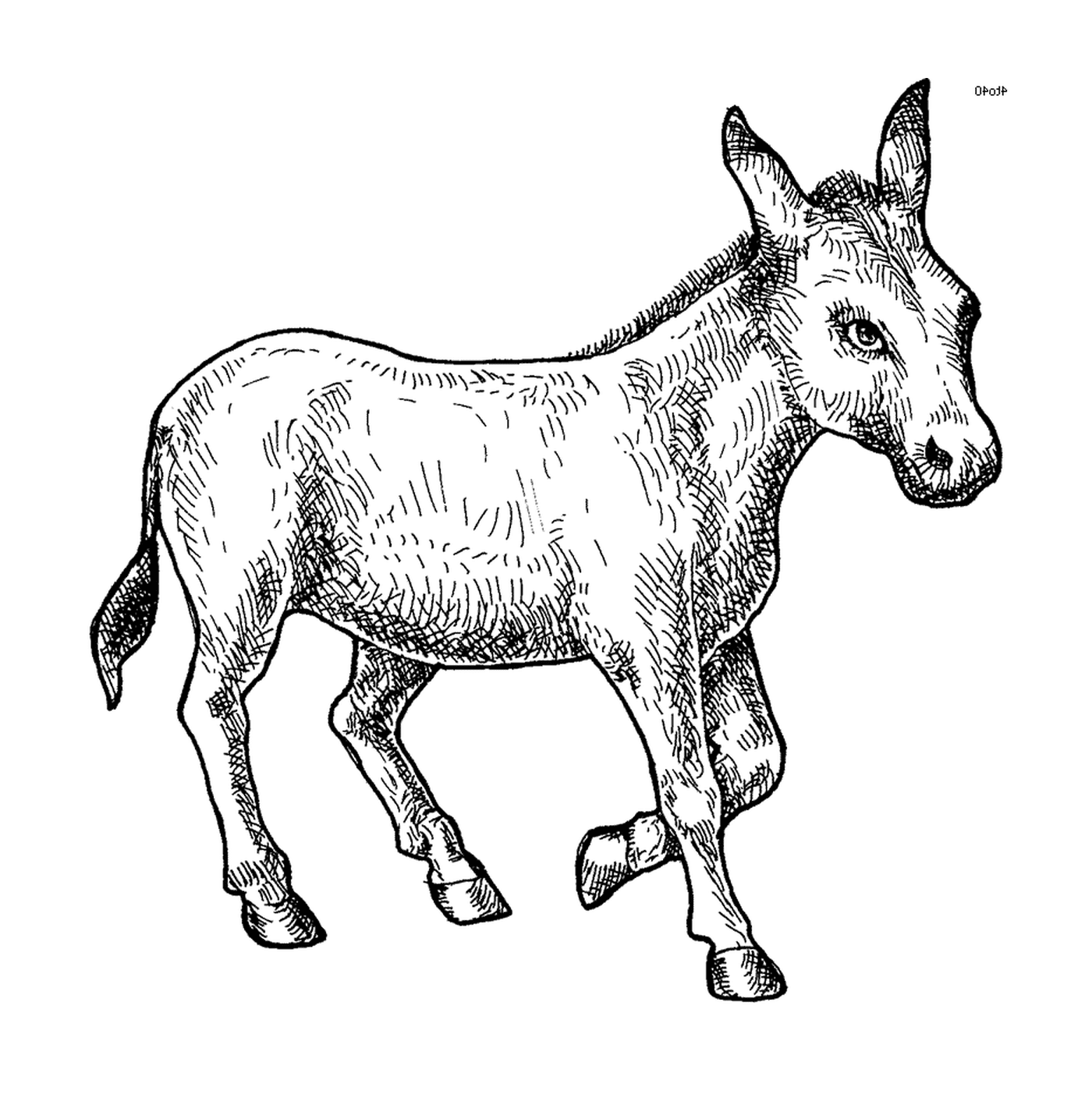  A walking donkey 