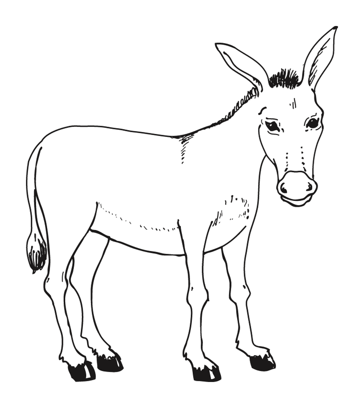  A donkey standing in a field 