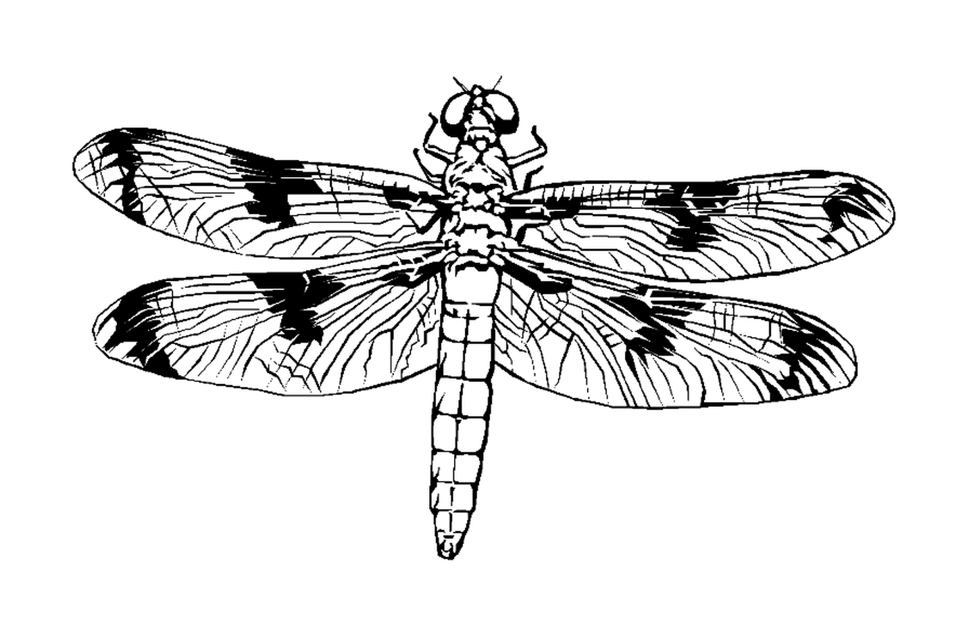  A beautiful dragonfly 