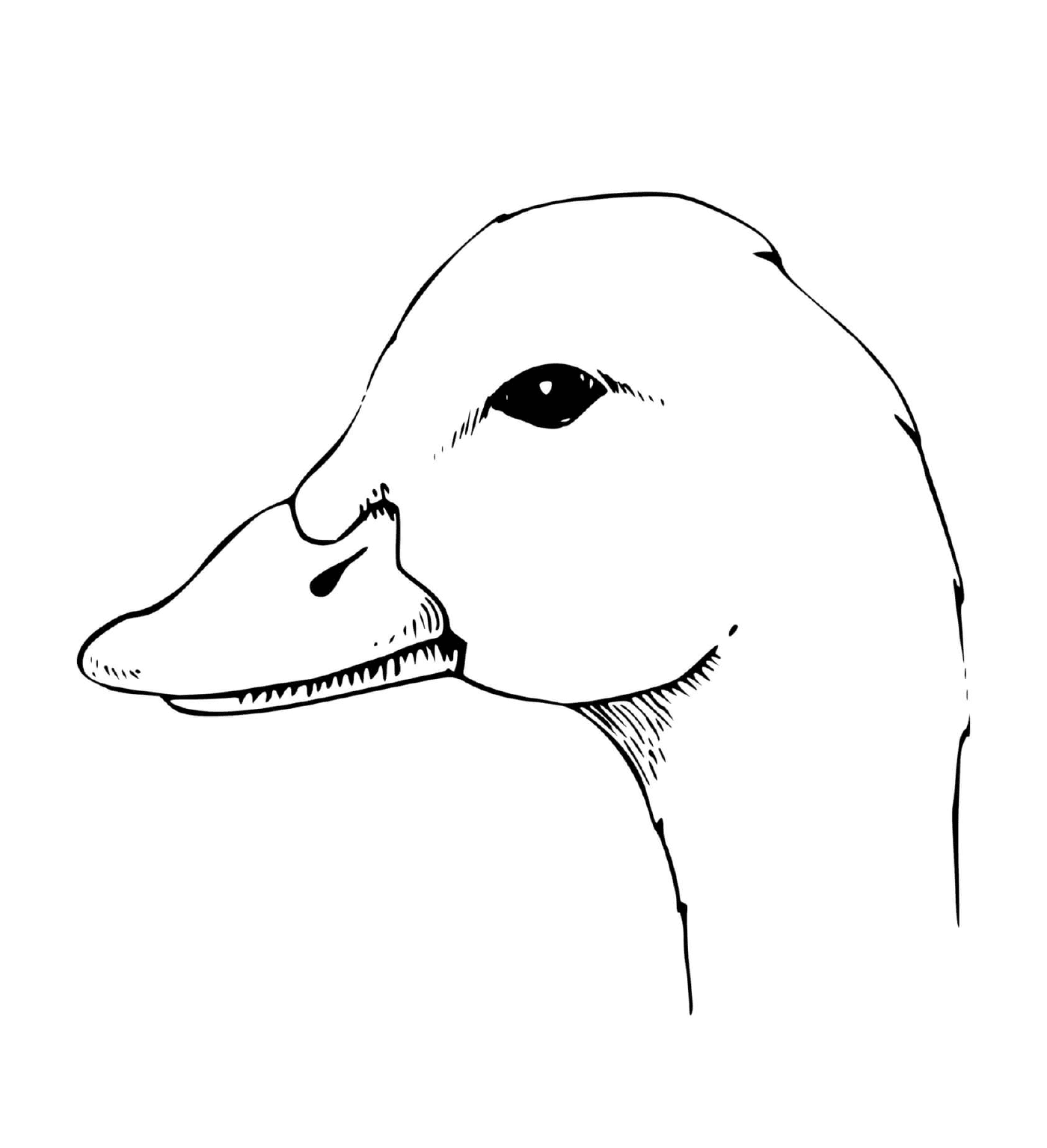  der Kopf einer Ente 