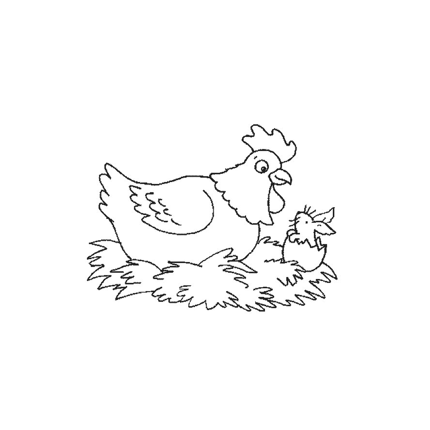  Pollo con i suoi piccoli 