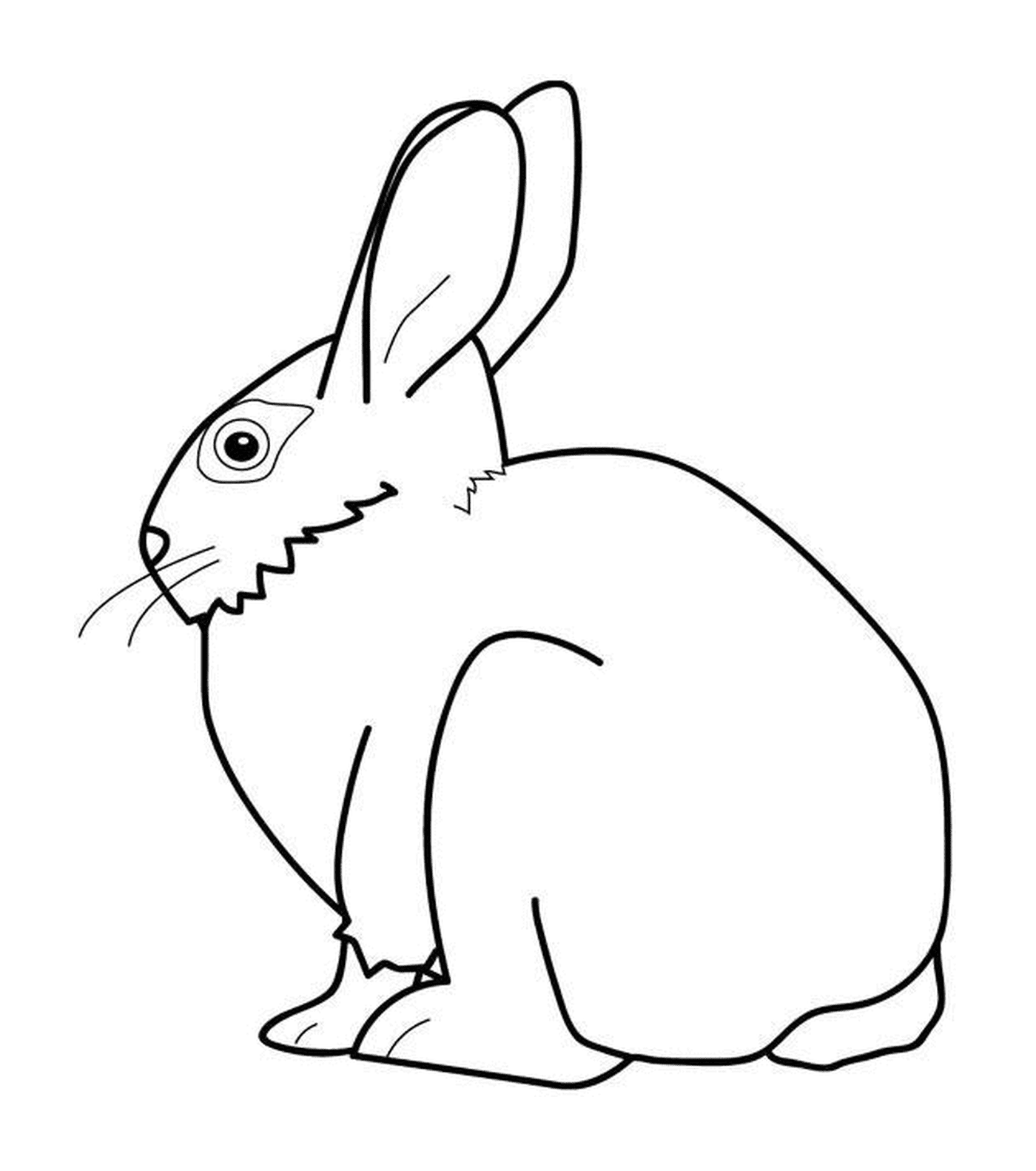  Rabbit seen from the back 
