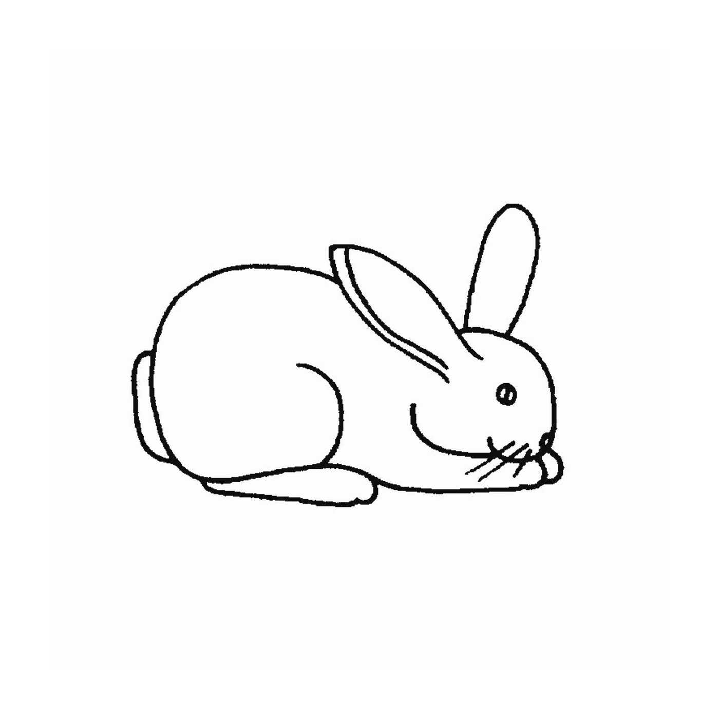  White rabbit 