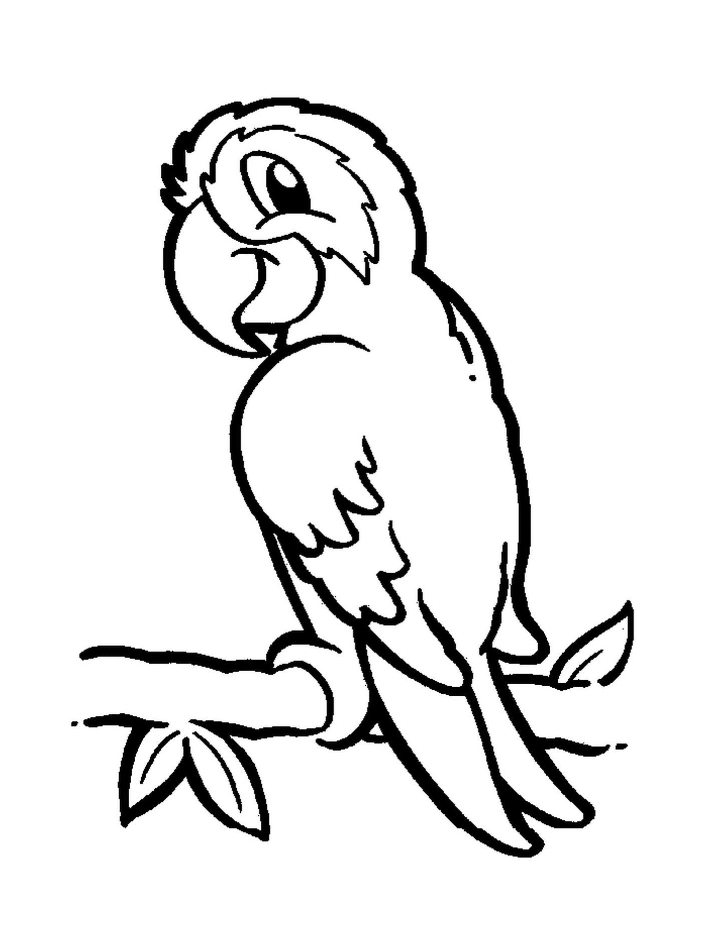  Un pappagallo 