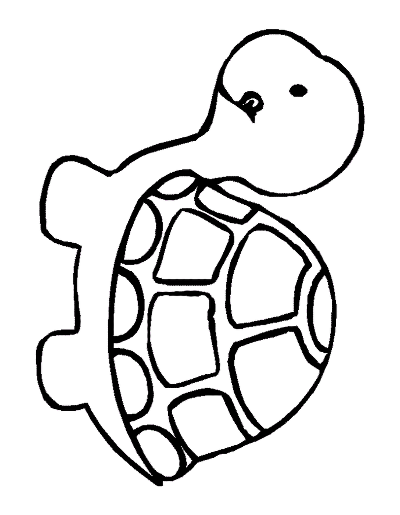  Eine Schildkröte 
