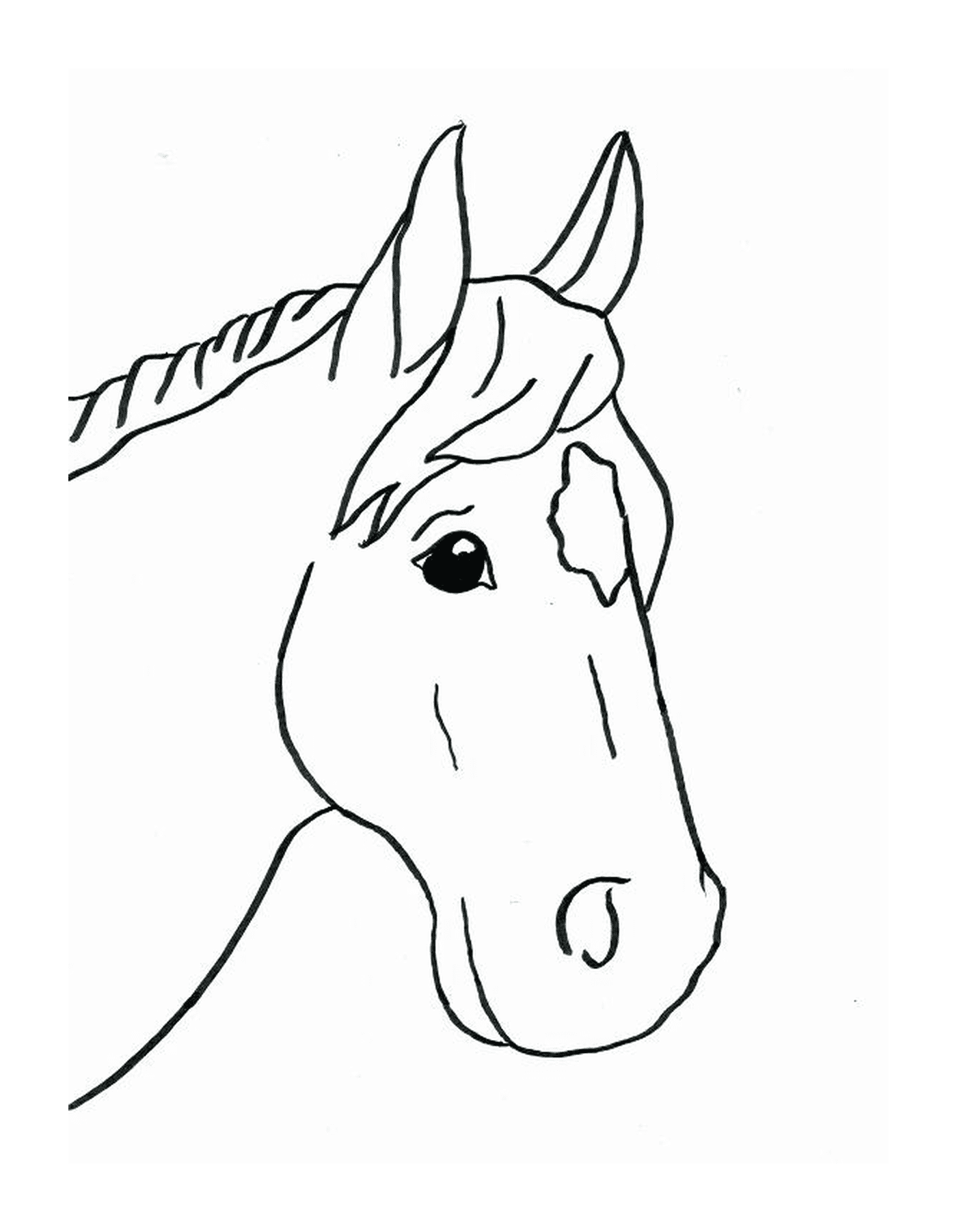  The head of a horse 