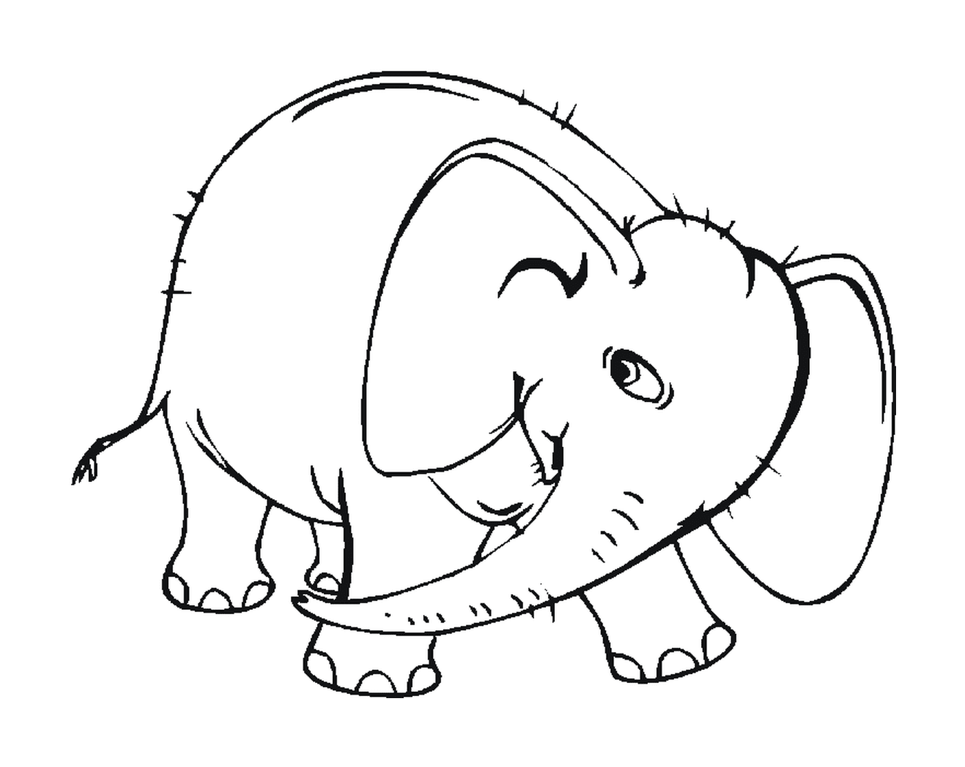  Ein Elefant mit Stoßzähnen 