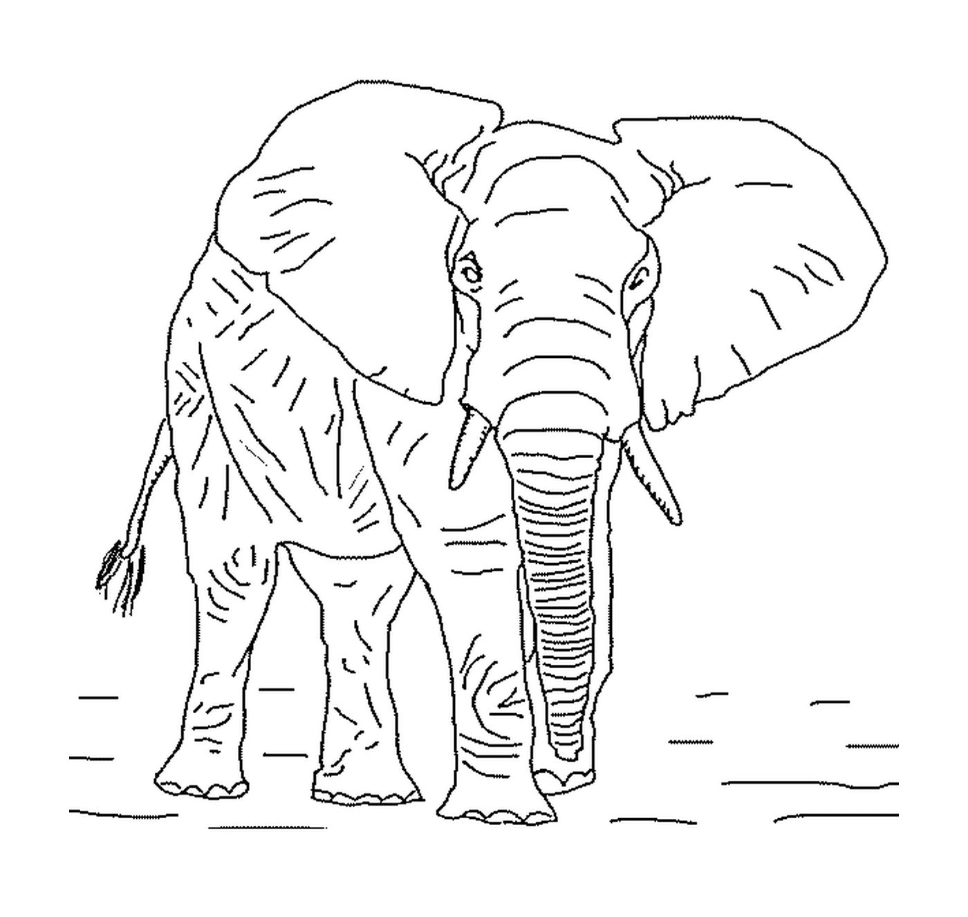  Большой слон с бивнями 