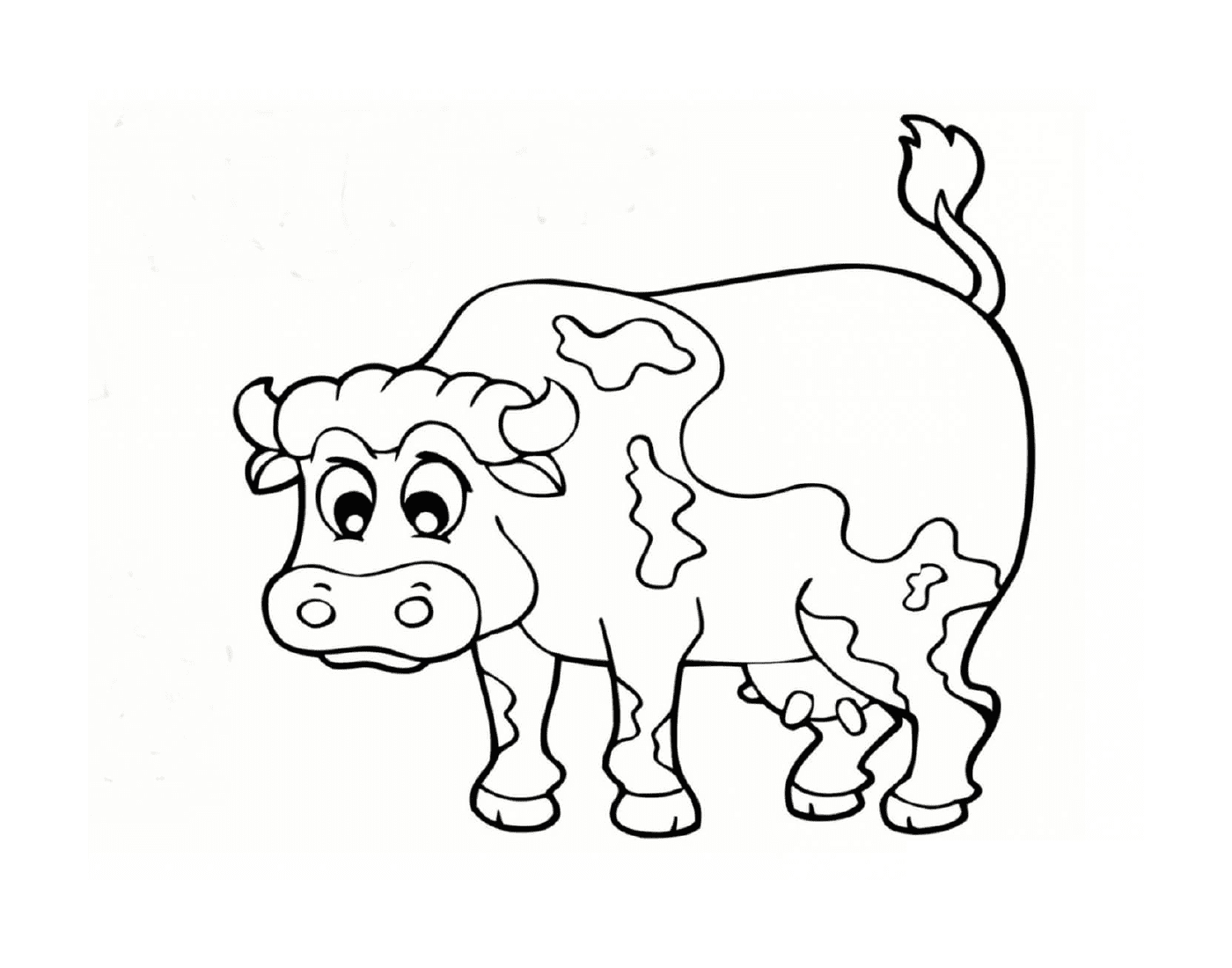  a cow 