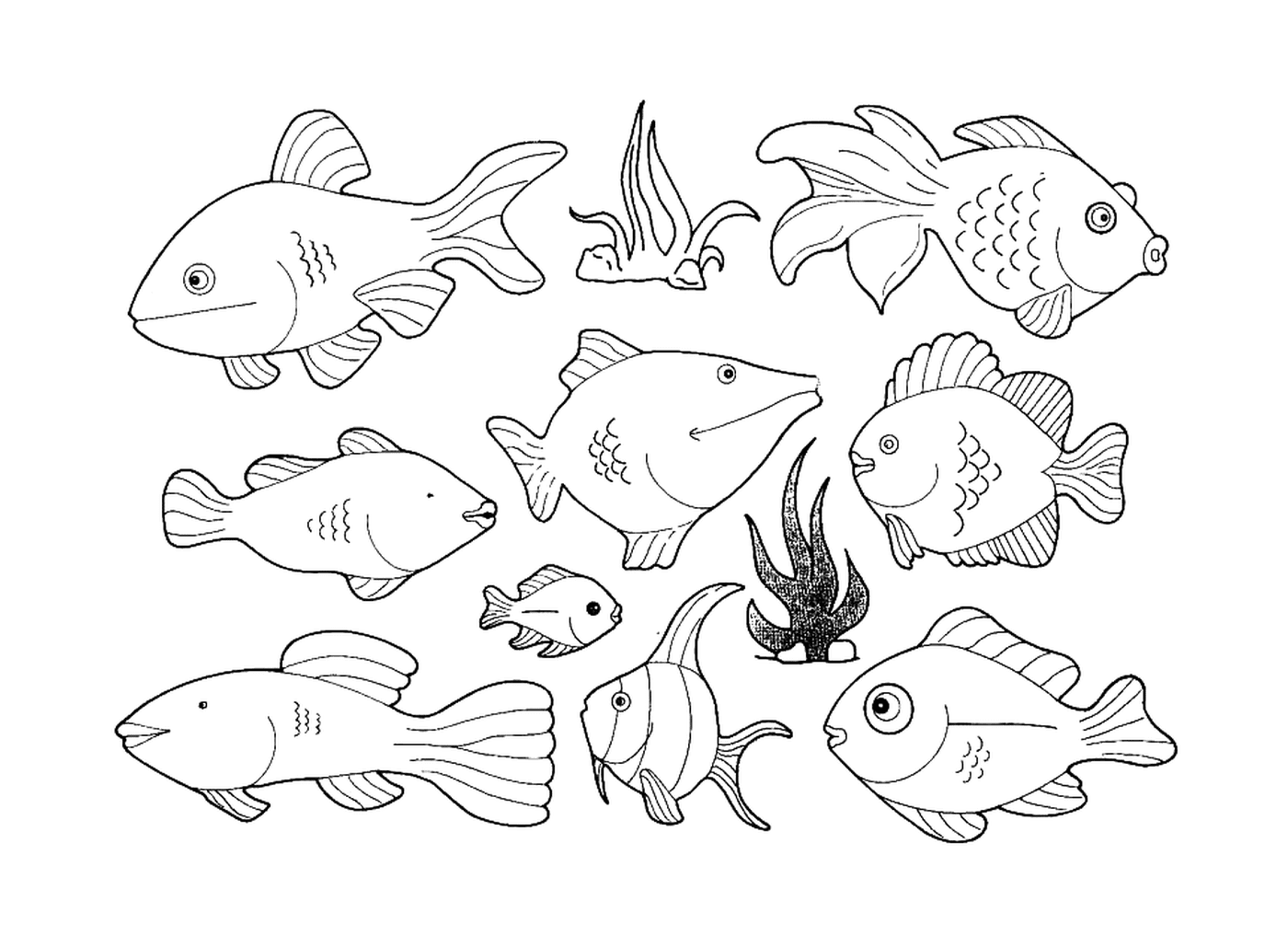  Molti tipi di pesci in questa pagina 