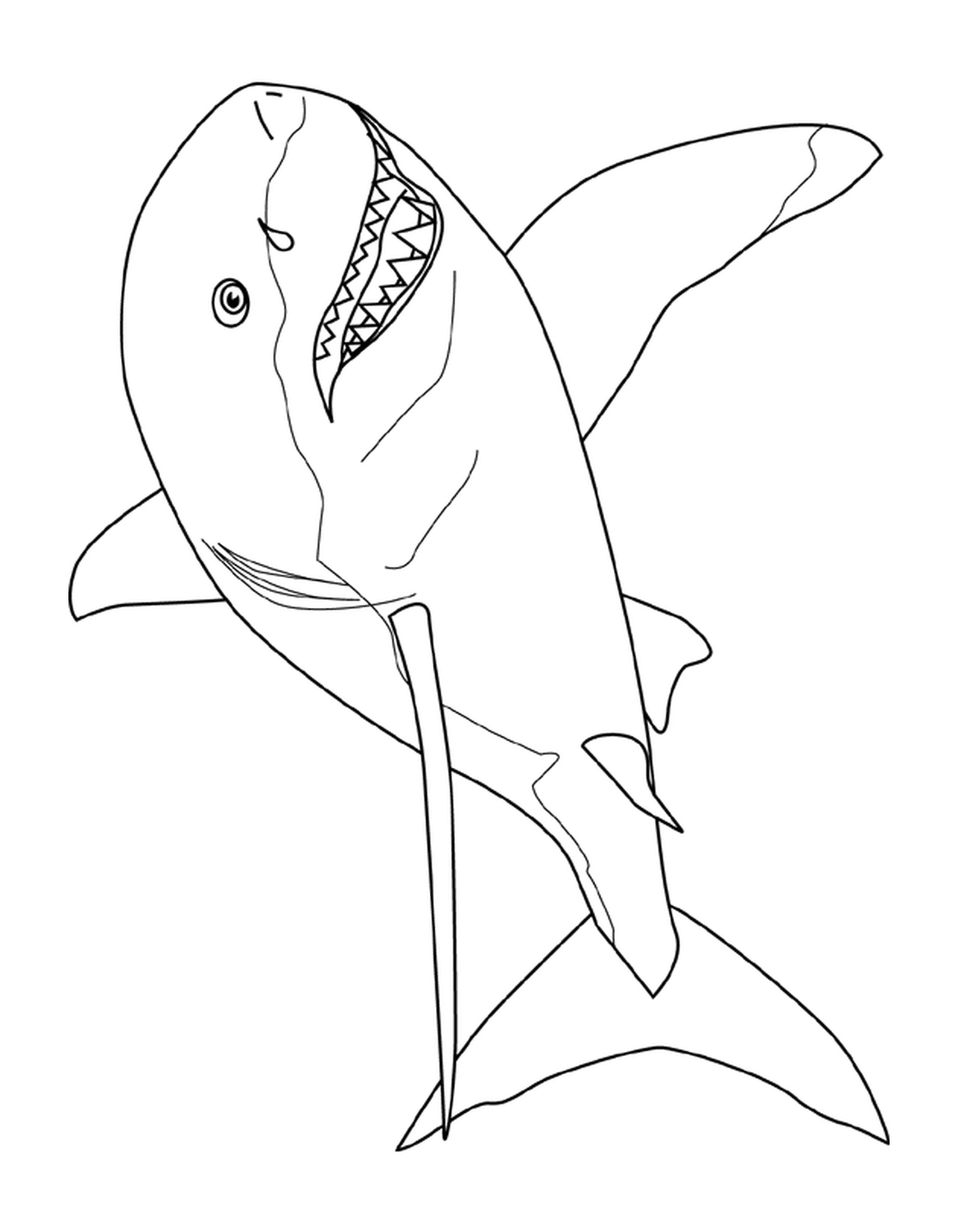  Tiburón blanco grande 