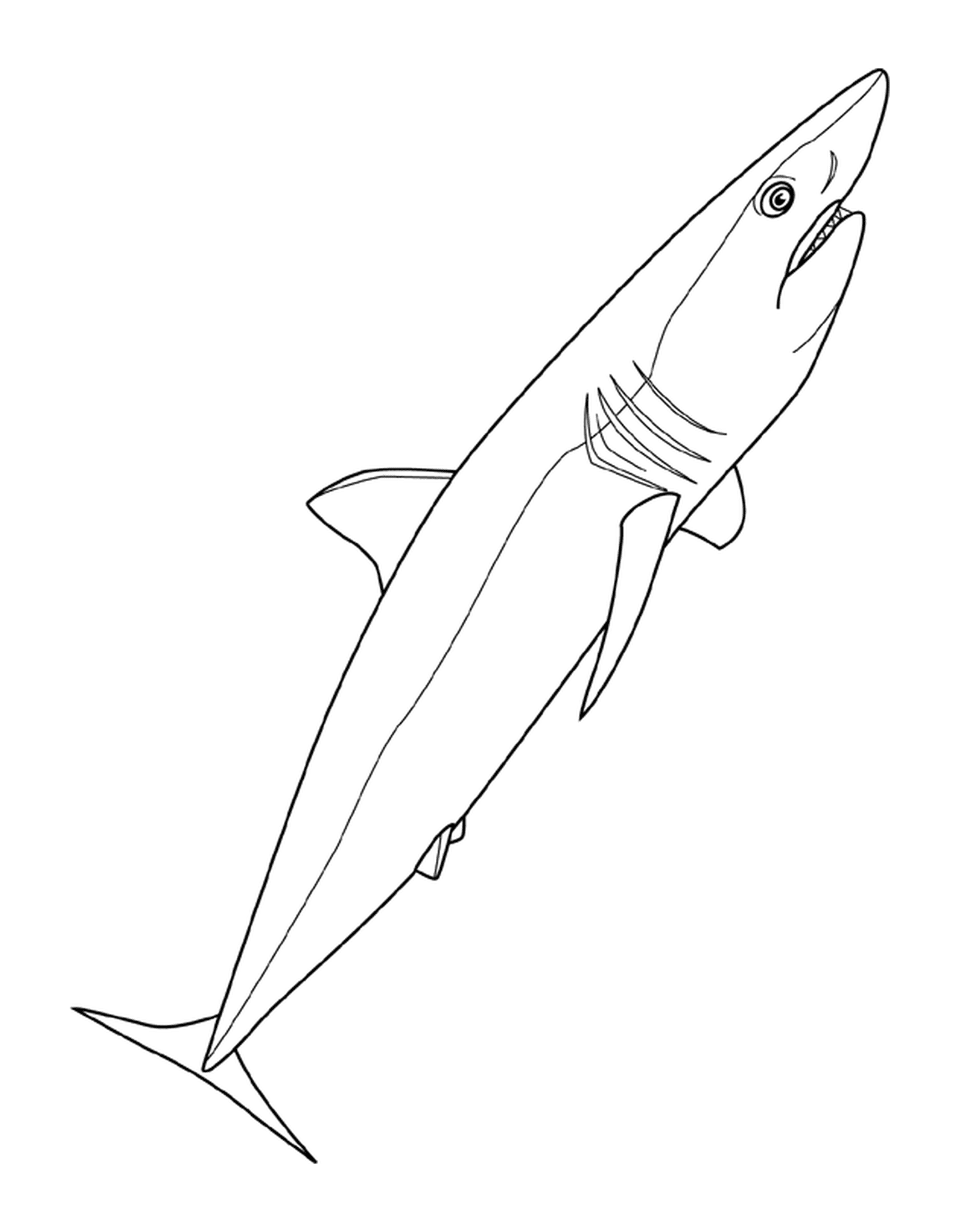  Mako shark swimming 