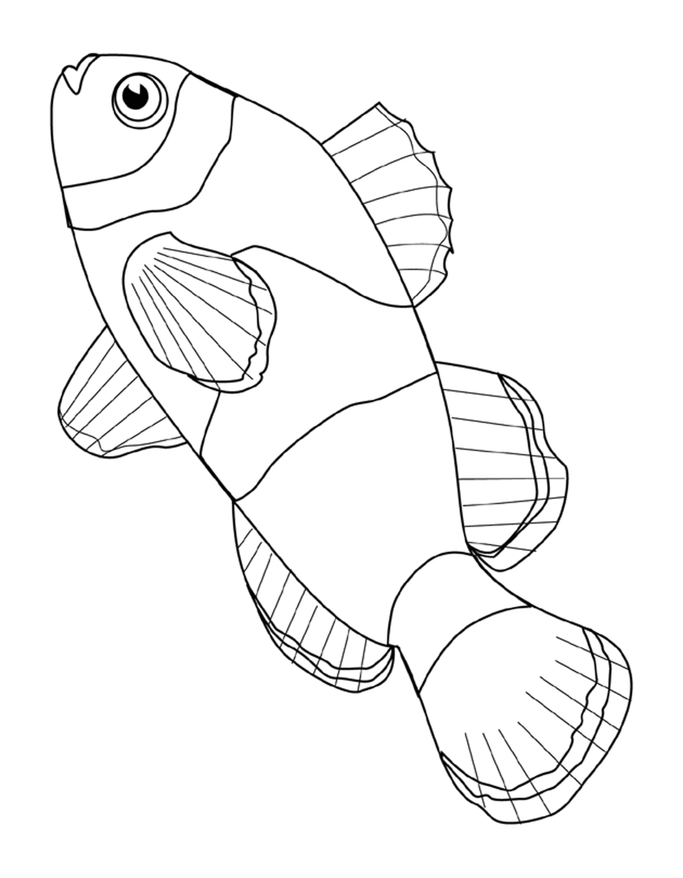  Клоунская рыба с скорлупой 
