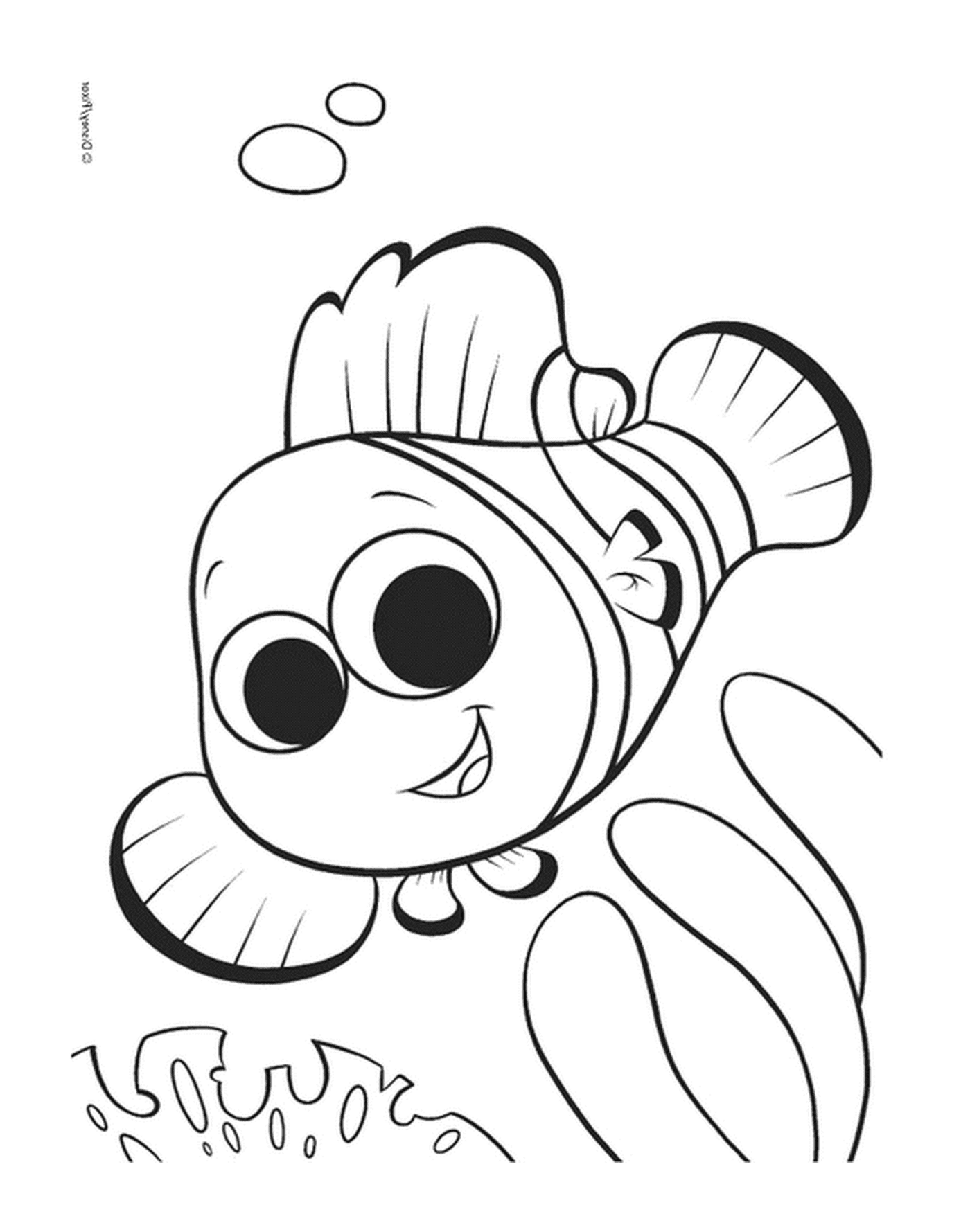  Nemo clown fish 