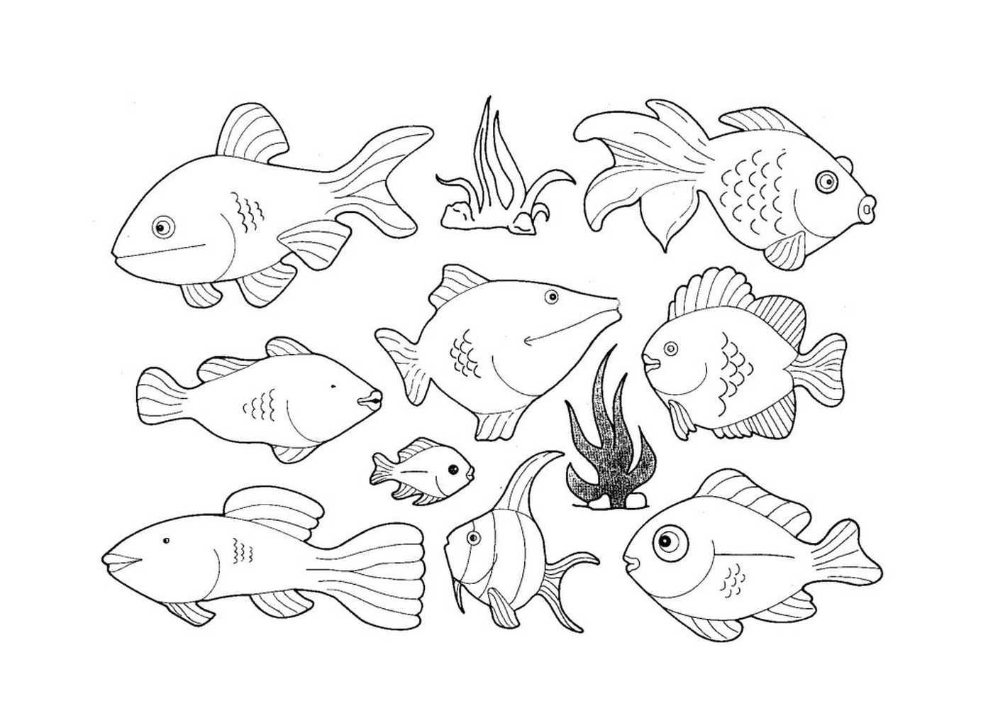  Diversi tipi di pesci in questa pagina 