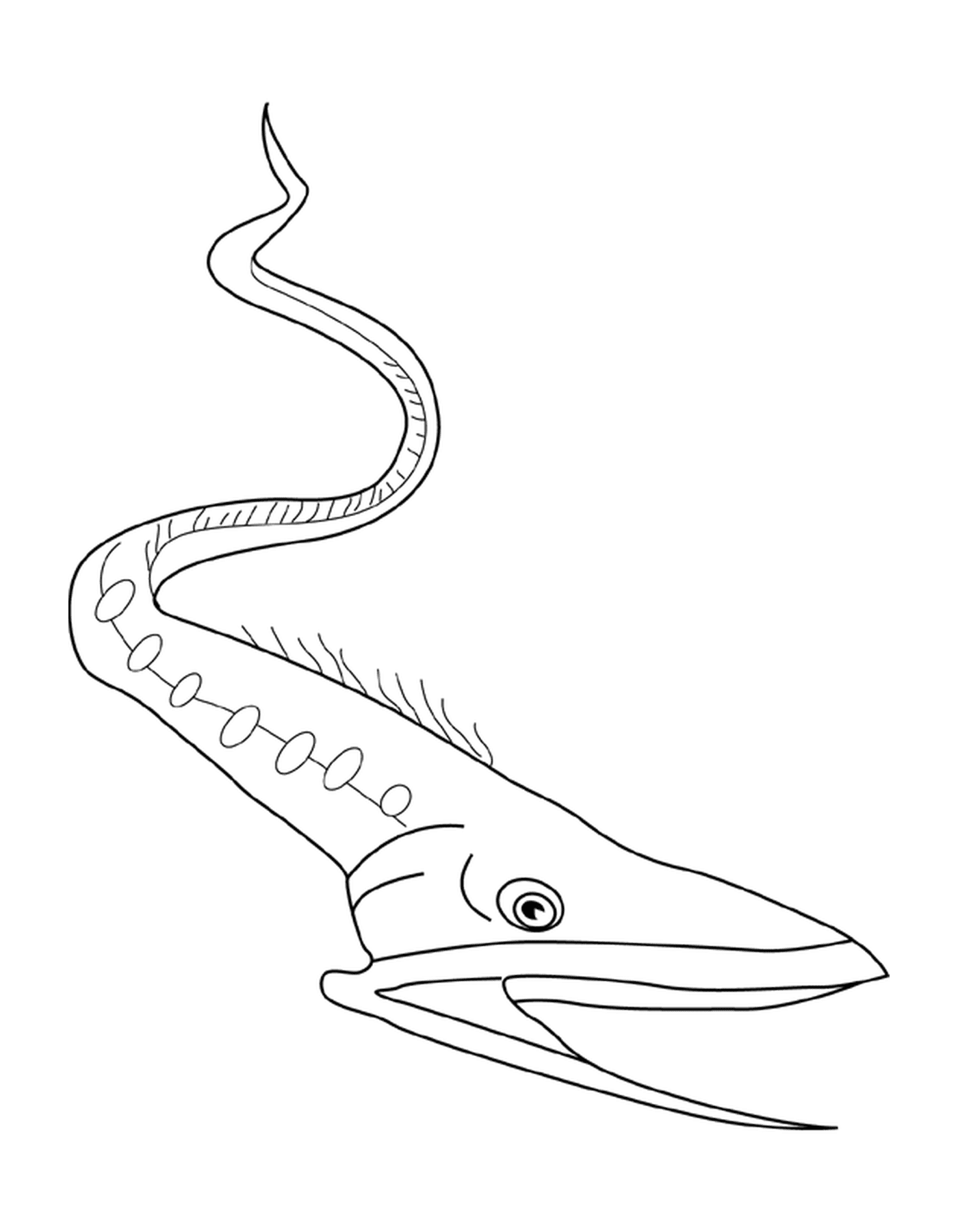  Gulper eel resembling a fish 