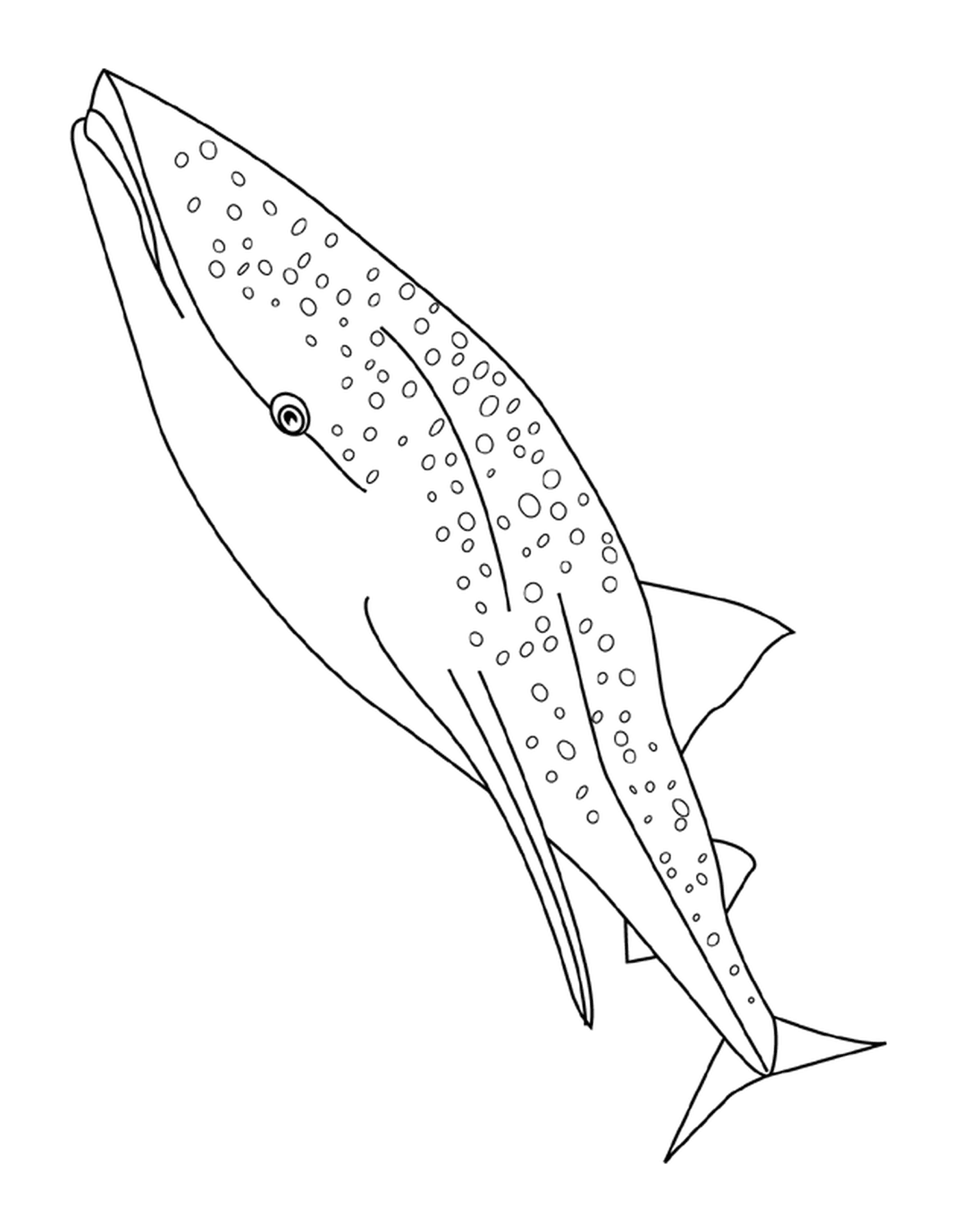  Swim whale-requin 