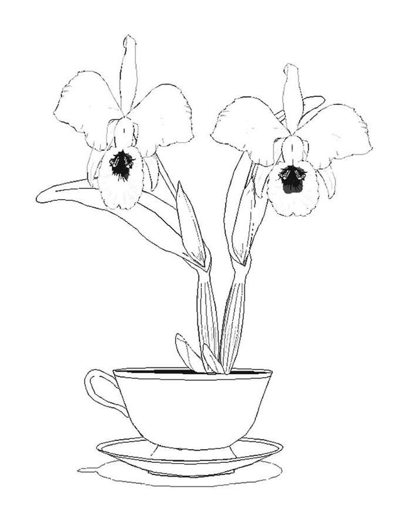  Due orchidee in una tazza 