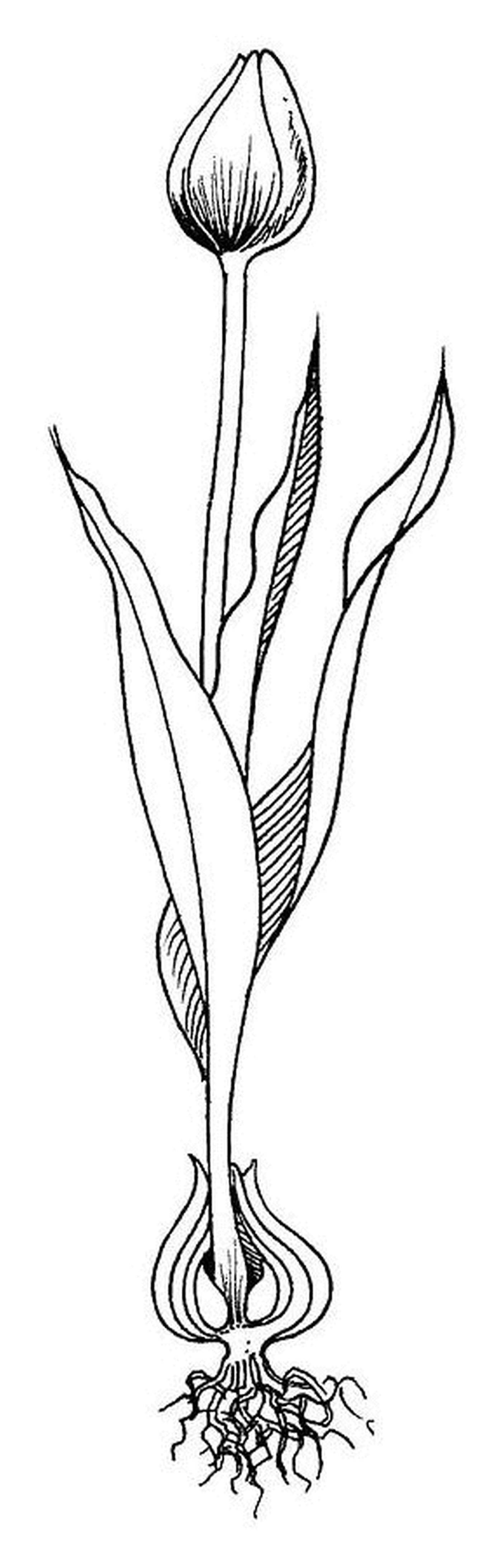  Un tulipano con la sua radice chiusa su una linea 