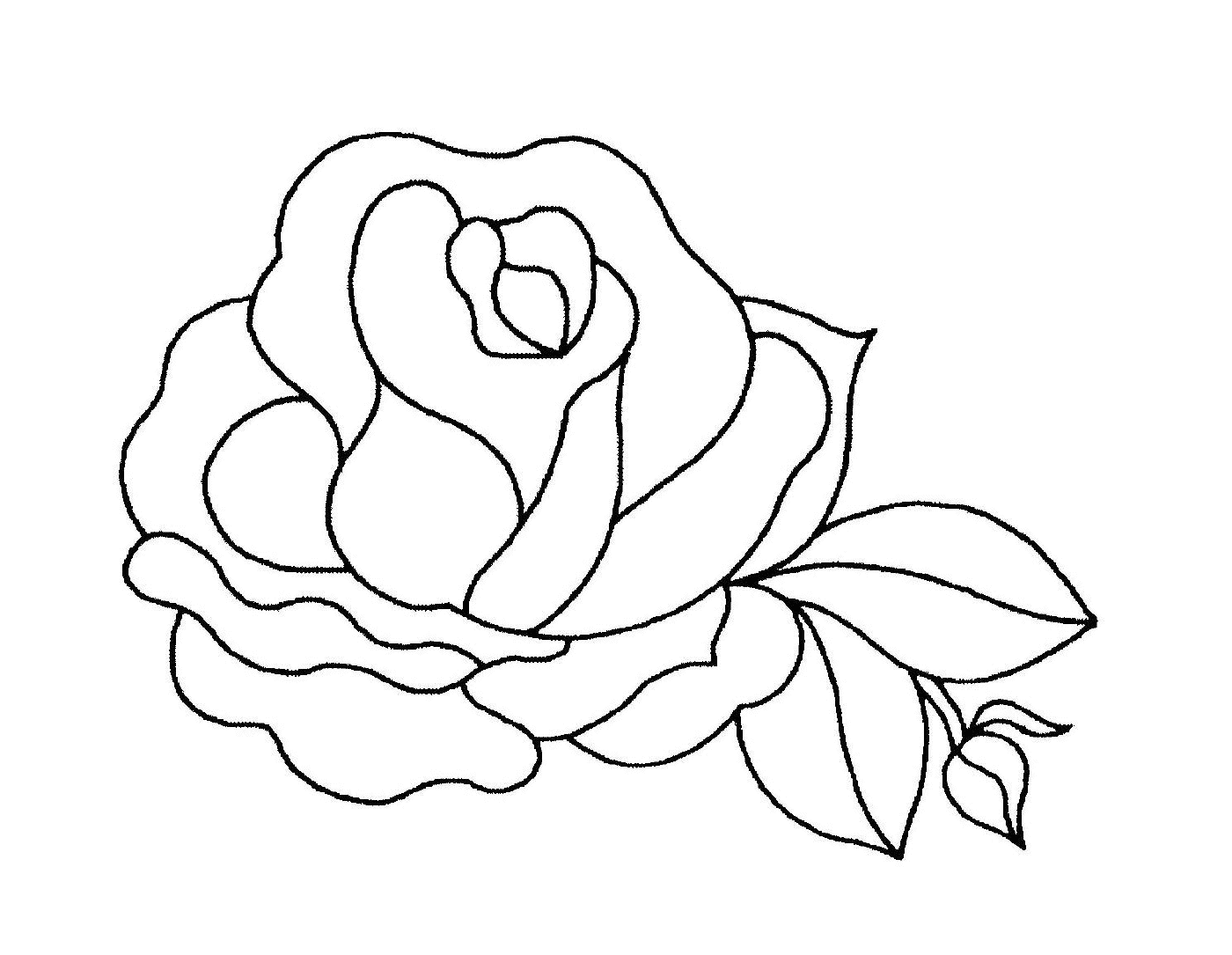  Una hermosa rosa 
