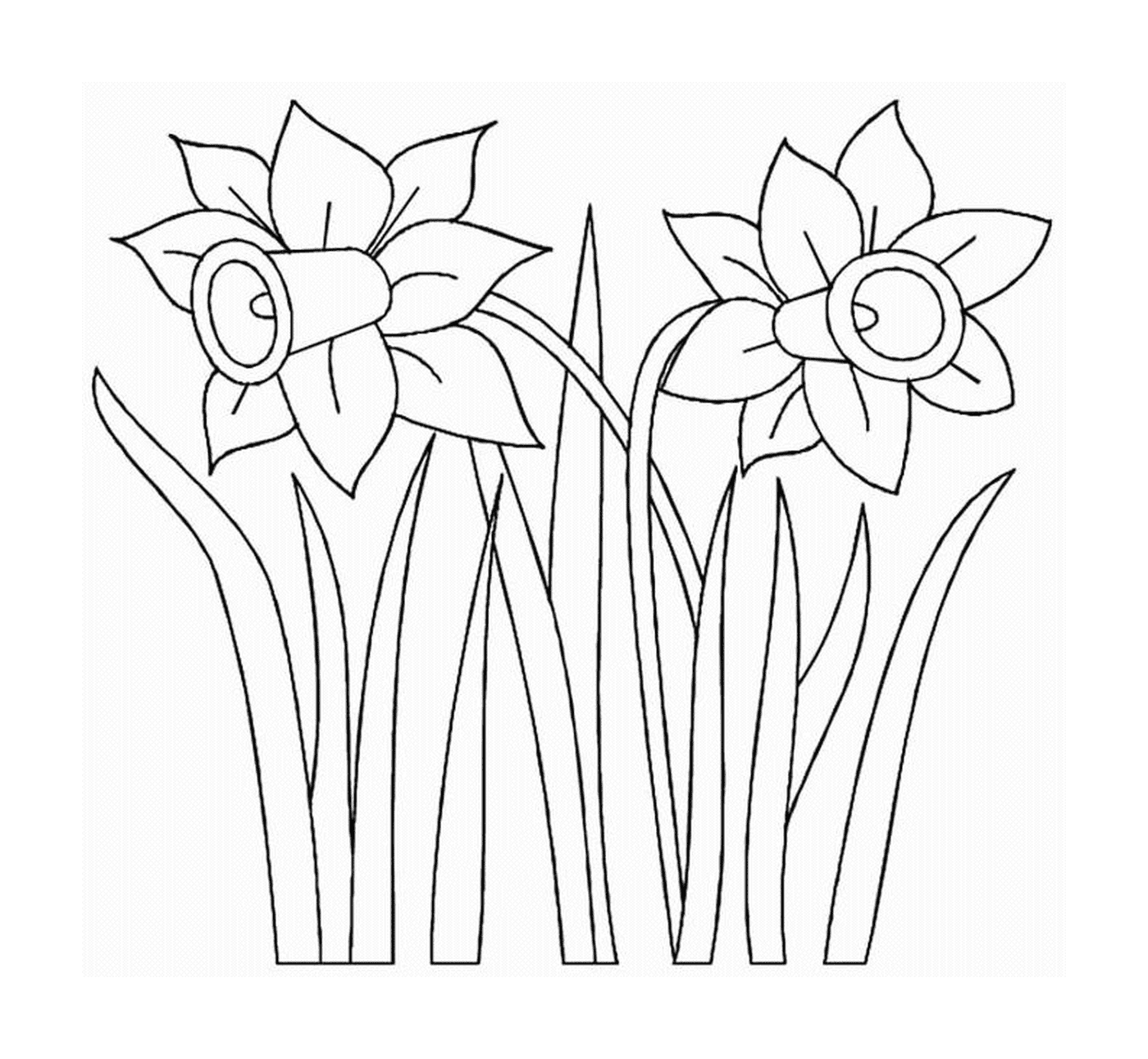  Two daffodils 