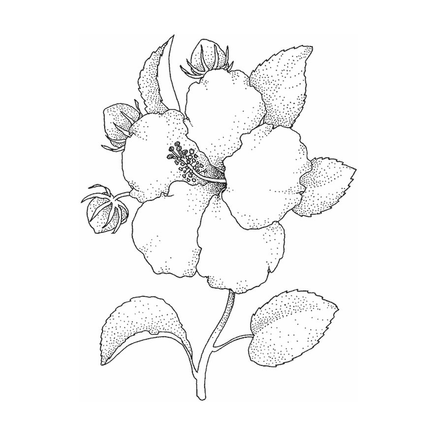  Una flor de hibisco brillante 