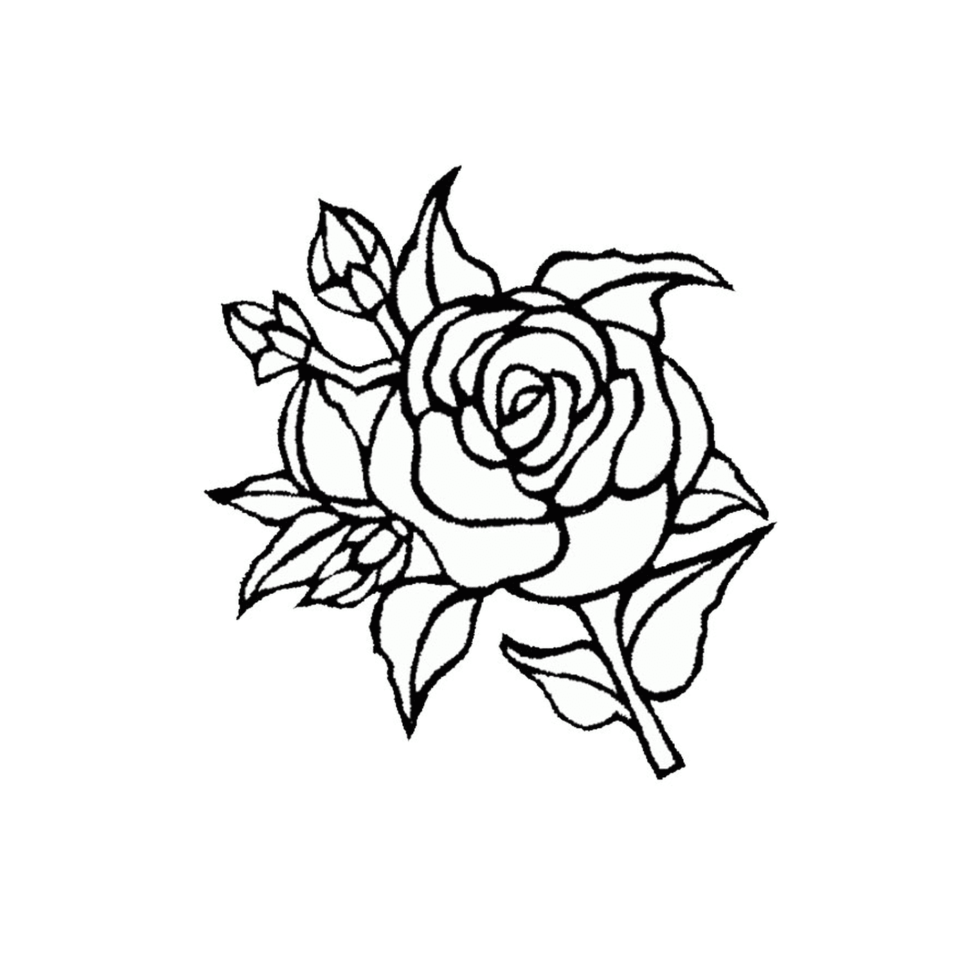  A beautiful rose 