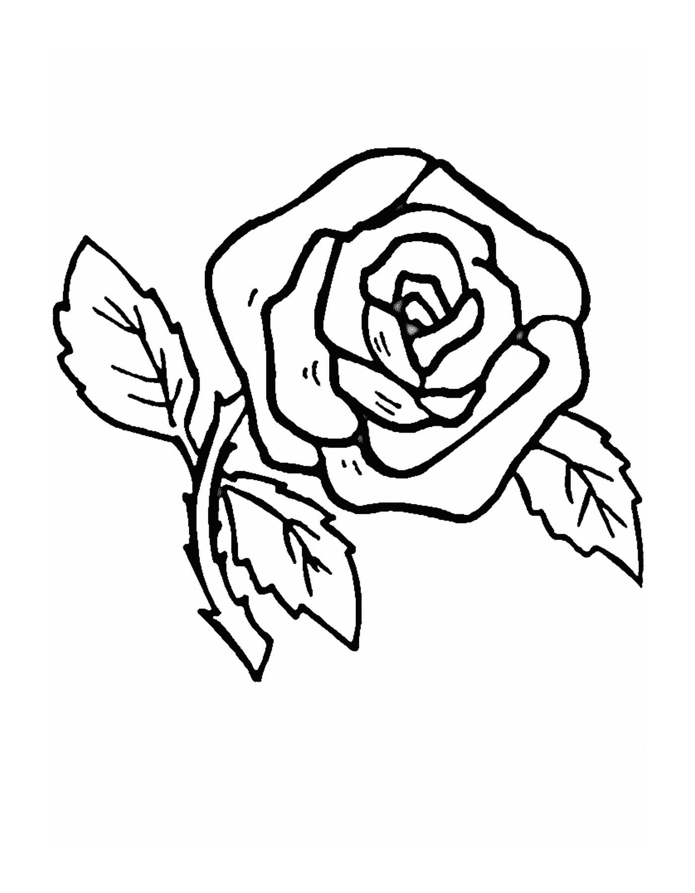  Яркая роза 