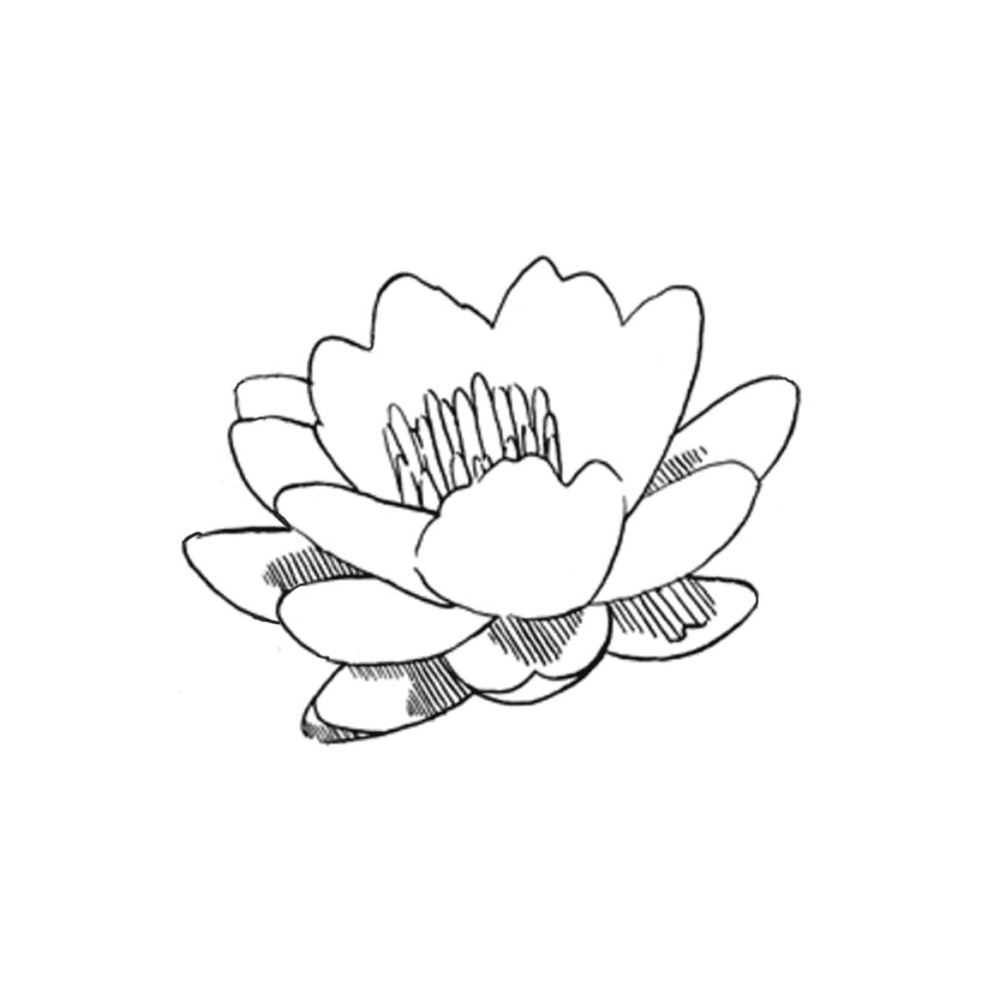  A lotus flower 