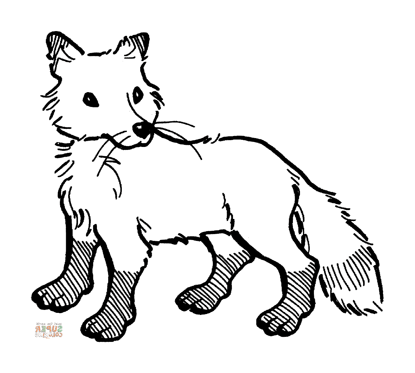  Red fox baby 