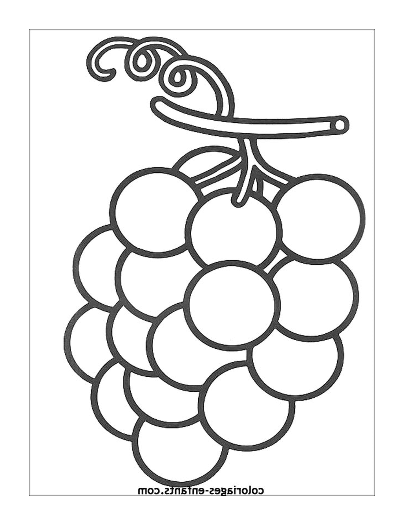  grappoli di uve fresche 
