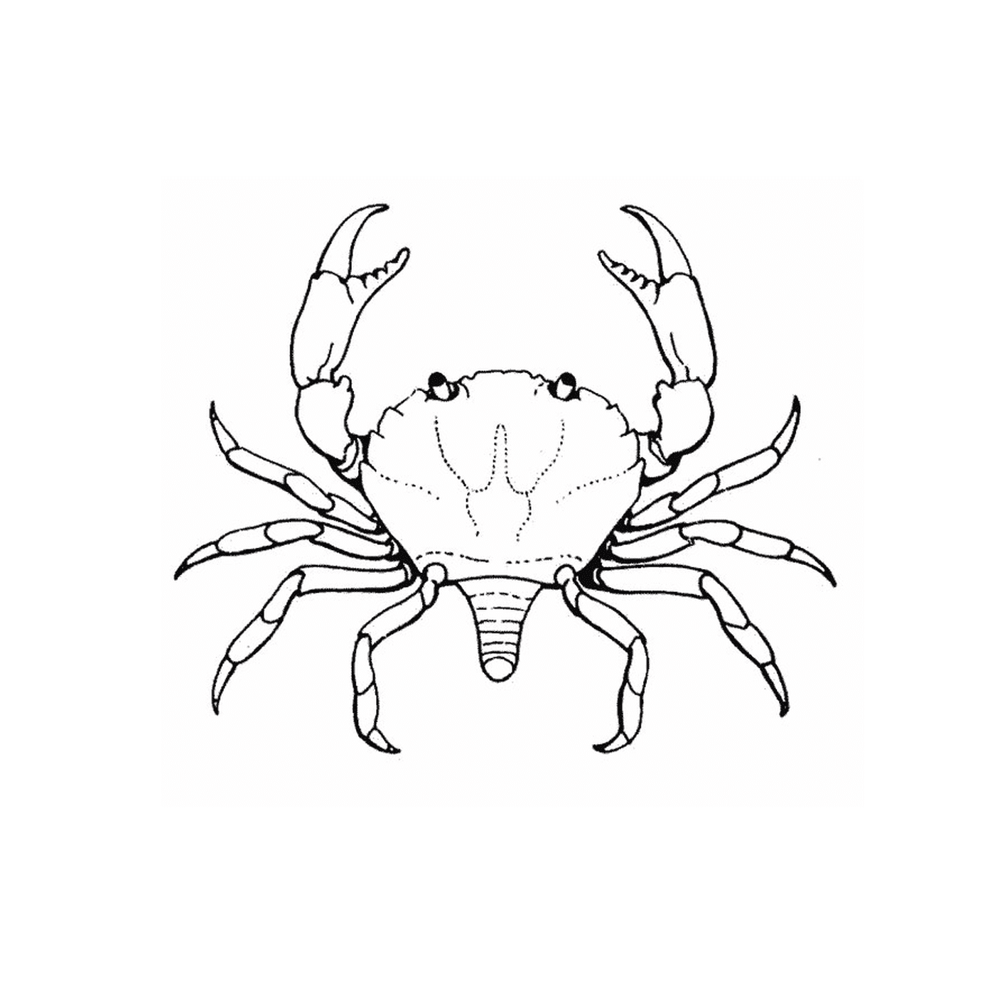  seafood crab 