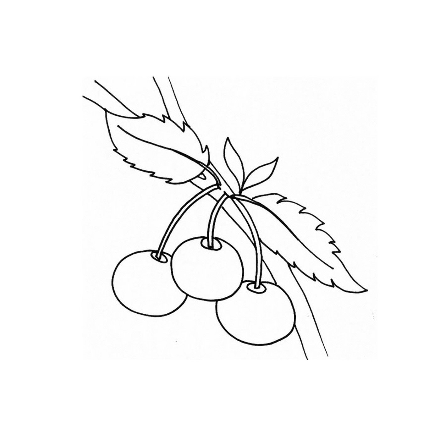  two cherries on one branch 