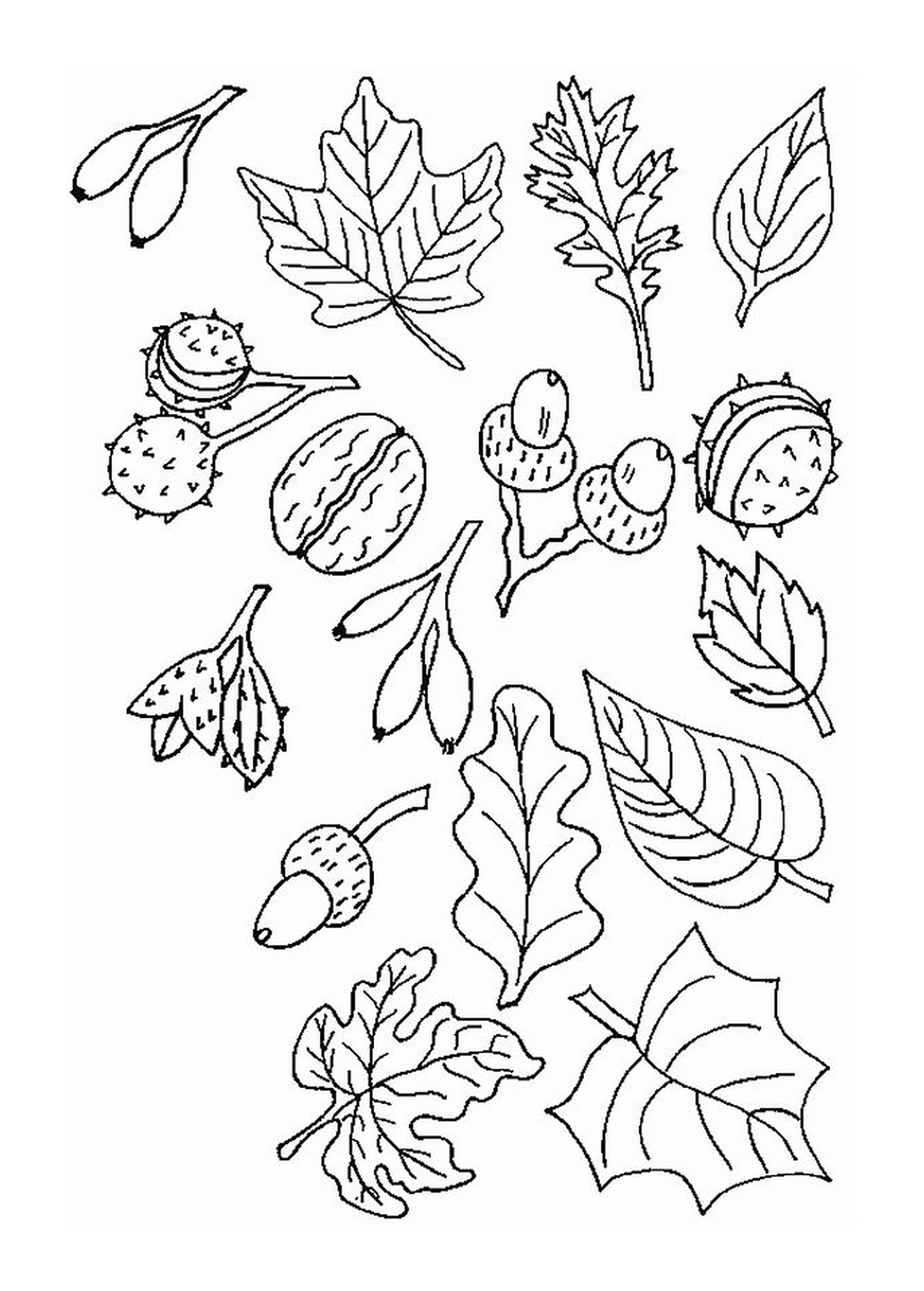  листья, орехи и желудки 