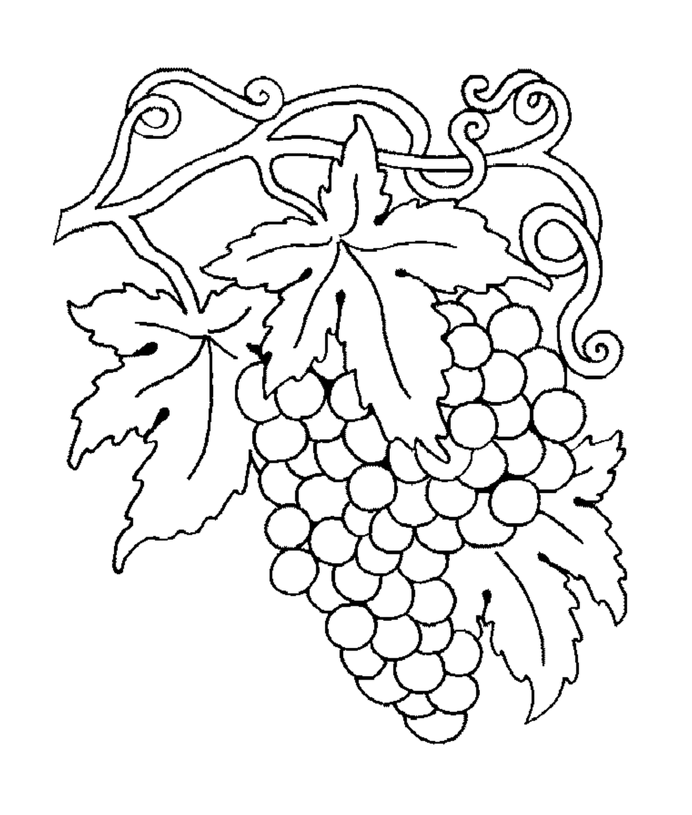  Garras de uva maduras 